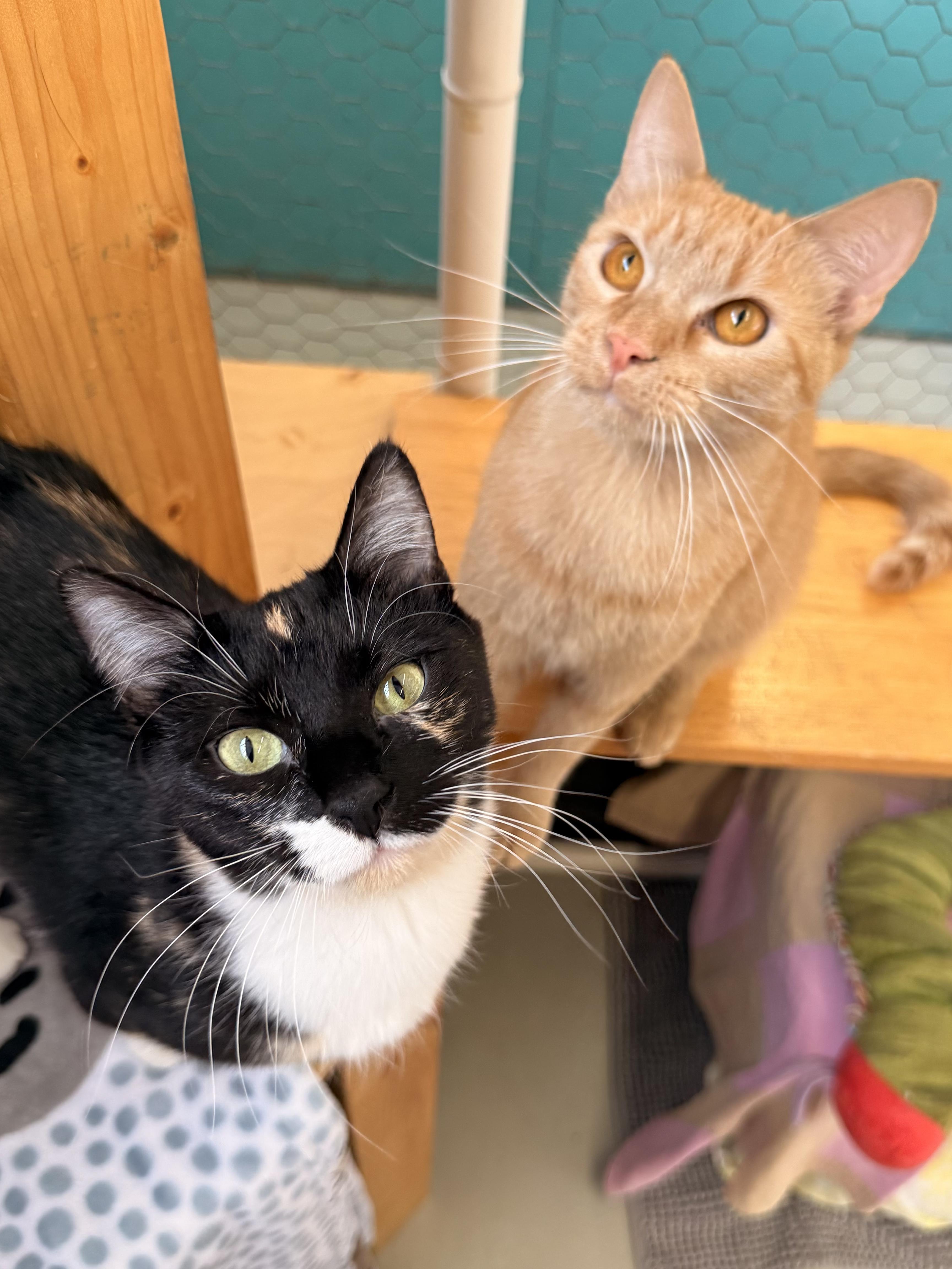 Enlarge Pomegranate, an adoptable Domestic Short Hair in St. Louis, MO image 3/3
