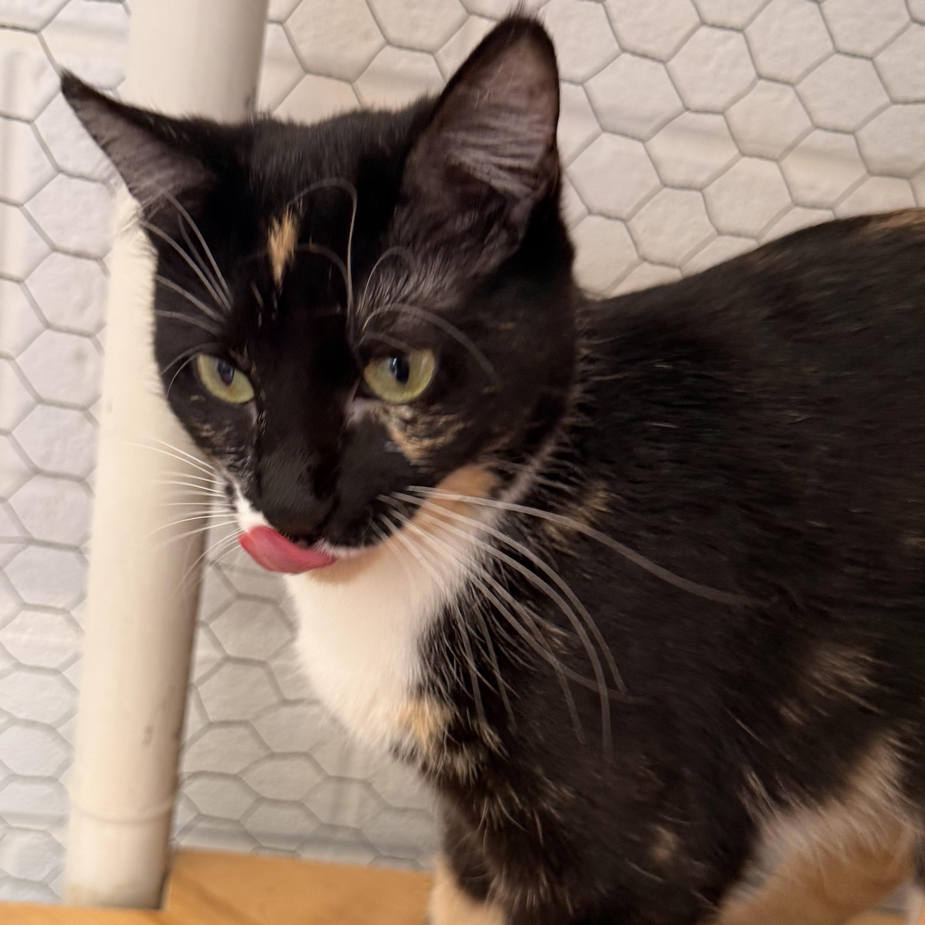 Enlarge Pomegranate, an adoptable Domestic Short Hair in St. Louis, MO image 2/3