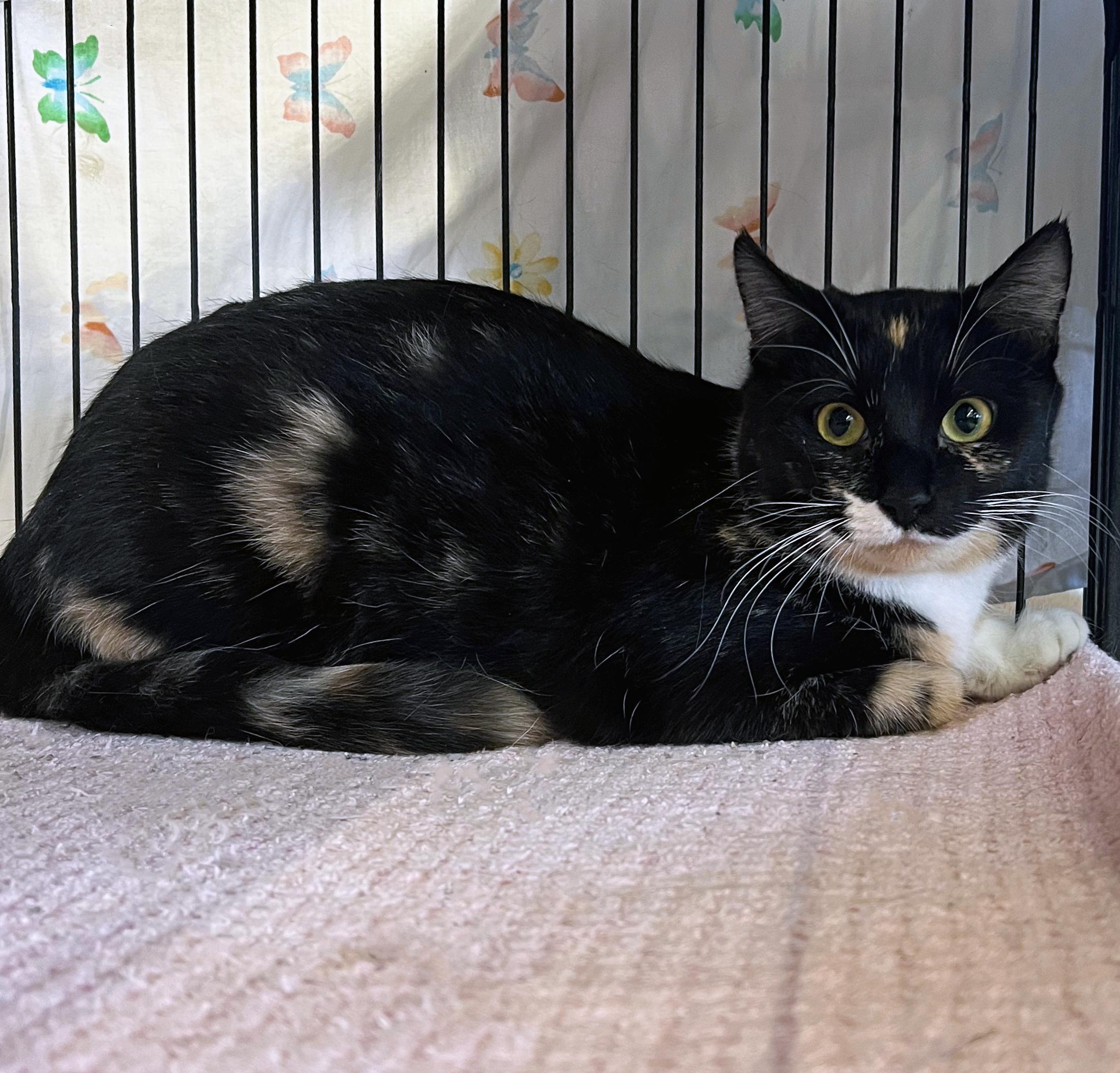 Pomegranate, ADOPTABLE, Kitten Female Domestic Short Hair.