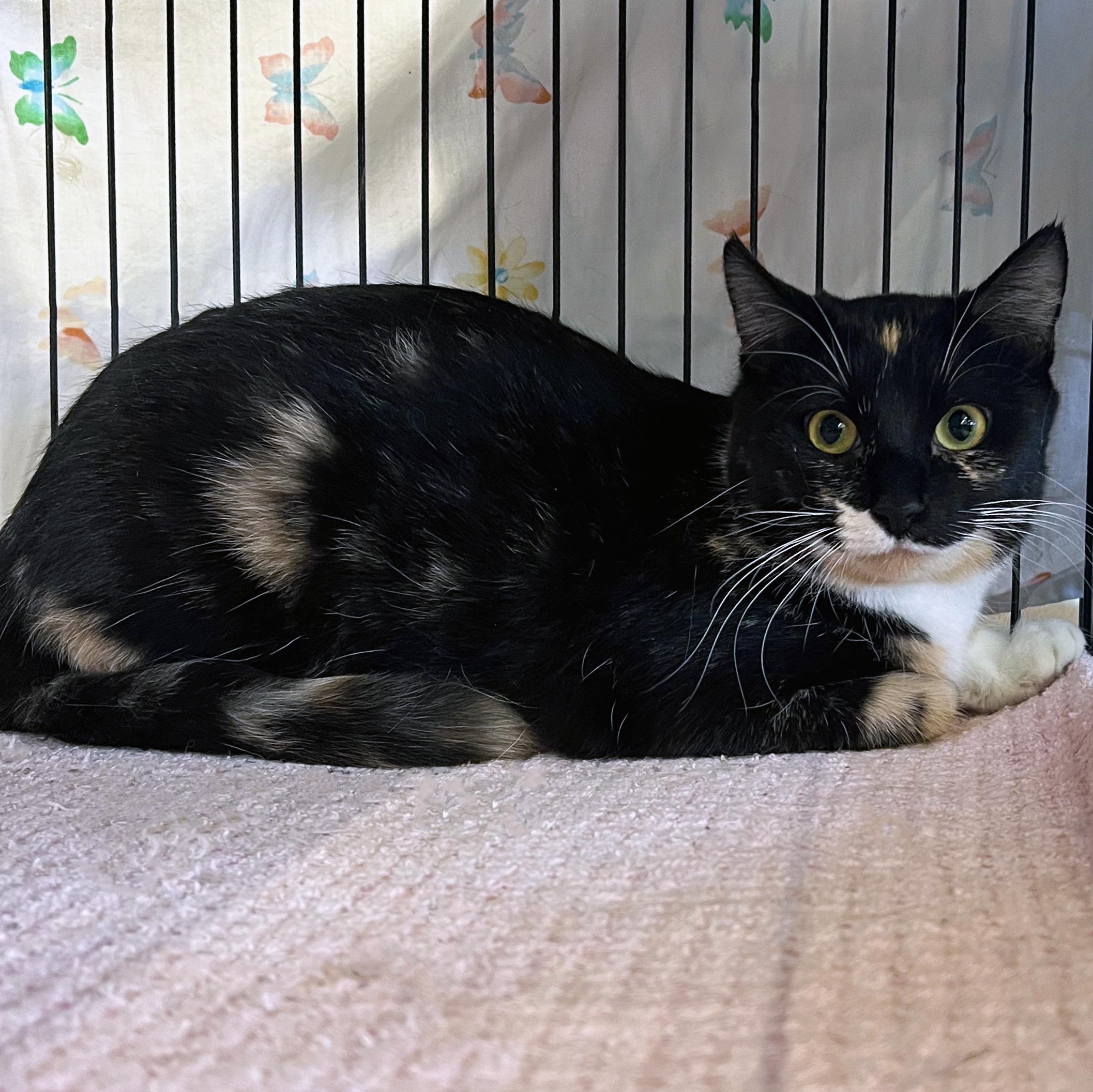 Enlarge Pomegranate, an adoptable Domestic Short Hair in St. Louis, MO image 1/3