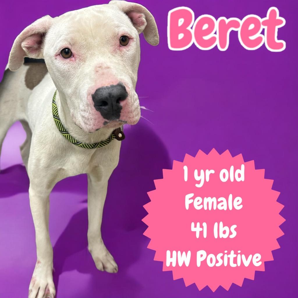 Beret, Adoptable, Adult Female Pit Bull Terrier.