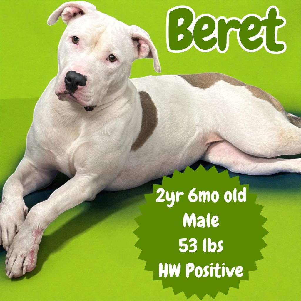 Enlarge Beret, a Adoptable Pit Bull Terrier in Sorrento, LA image 2/4