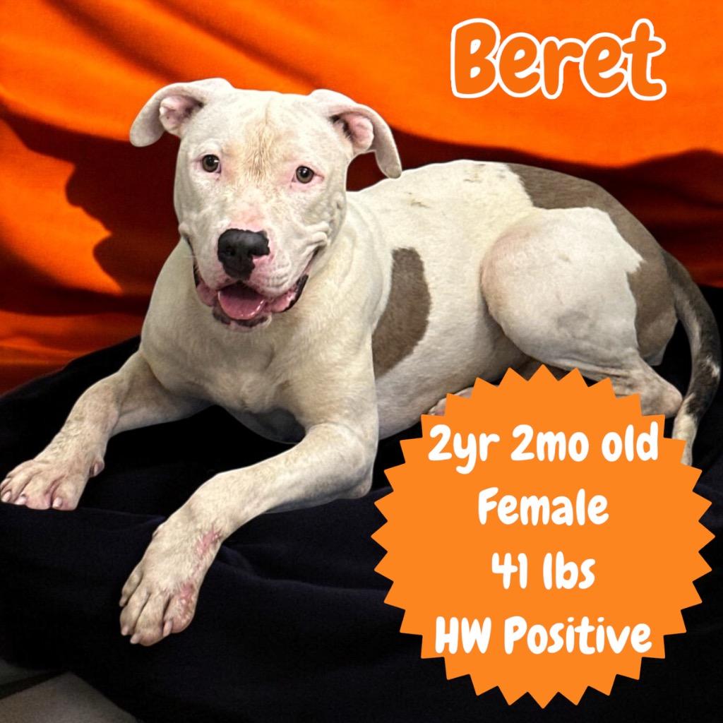 Enlarge Beret, a Adoptable Pit Bull Terrier in Sorrento, LA image 4/4
