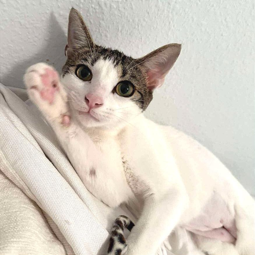 Seoul, Adoptable, Young Female Domestic Short Hair.