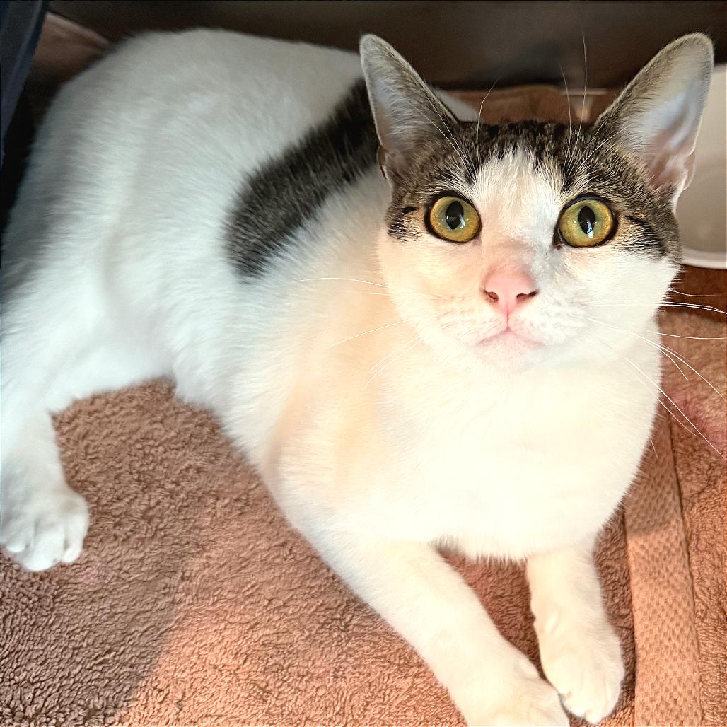 Enlarge Seoul, a Adoptable Domestic Short Hair in Tampa, FL image 2/6