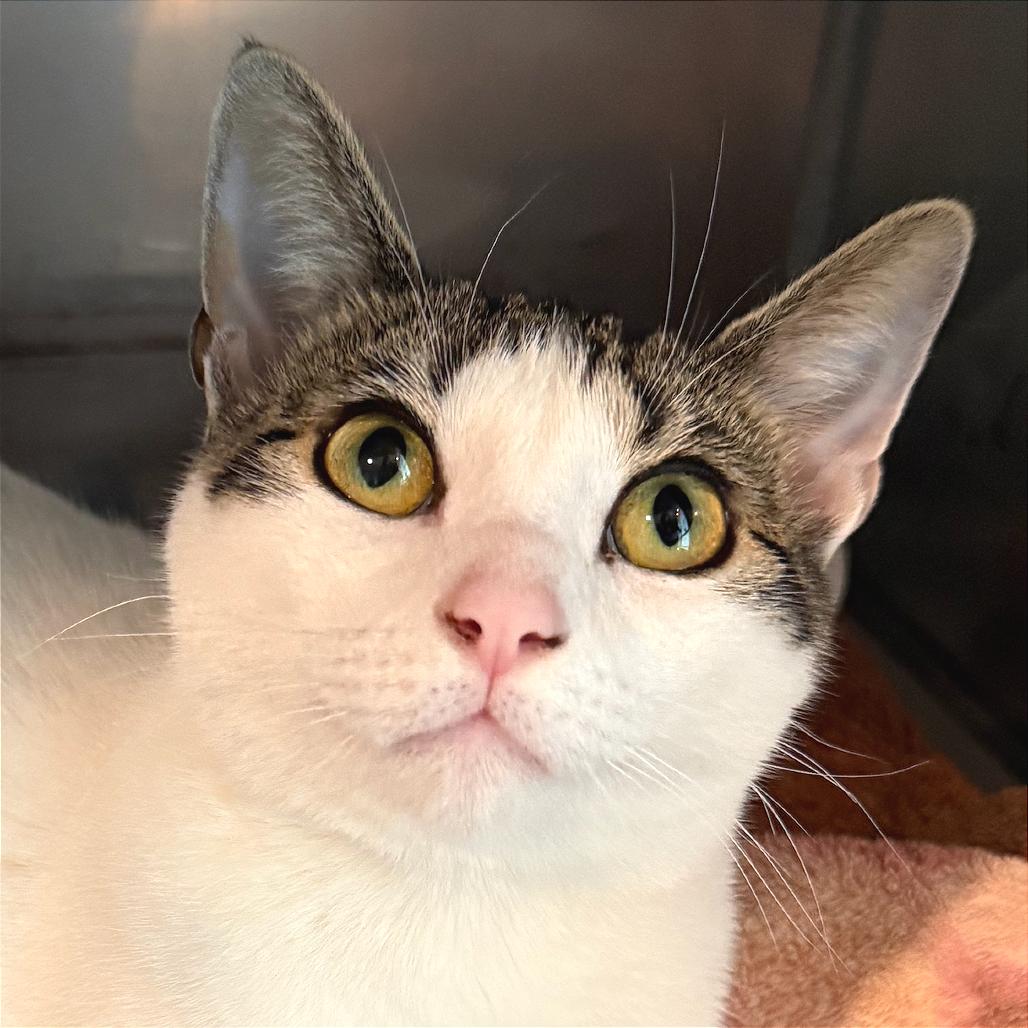 Enlarge Seoul, a Adoptable Domestic Short Hair in Tampa, FL image 3/6