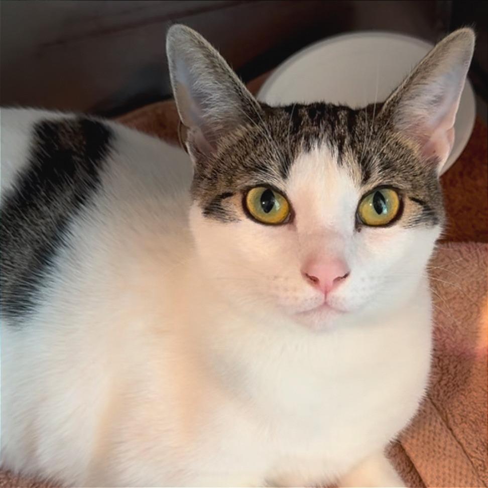 Enlarge Seoul, a Adoptable Domestic Short Hair in Tampa, FL image 4/6