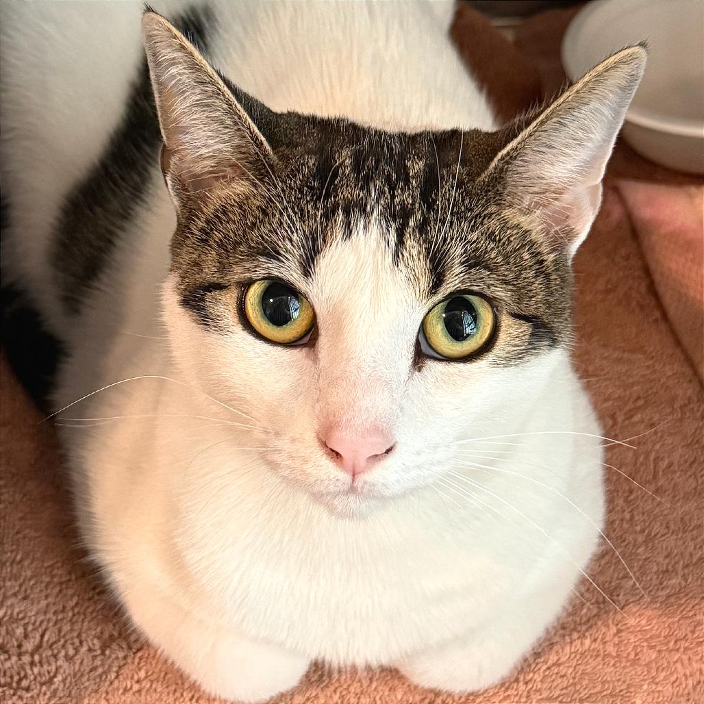 Enlarge Seoul, a Adoptable Domestic Short Hair in Tampa, FL image 5/6