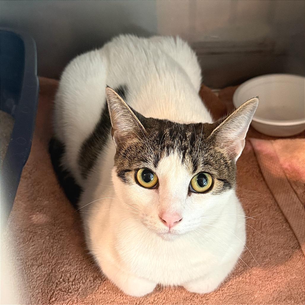 Enlarge Seoul, a Adoptable Domestic Short Hair in Tampa, FL image 6/6