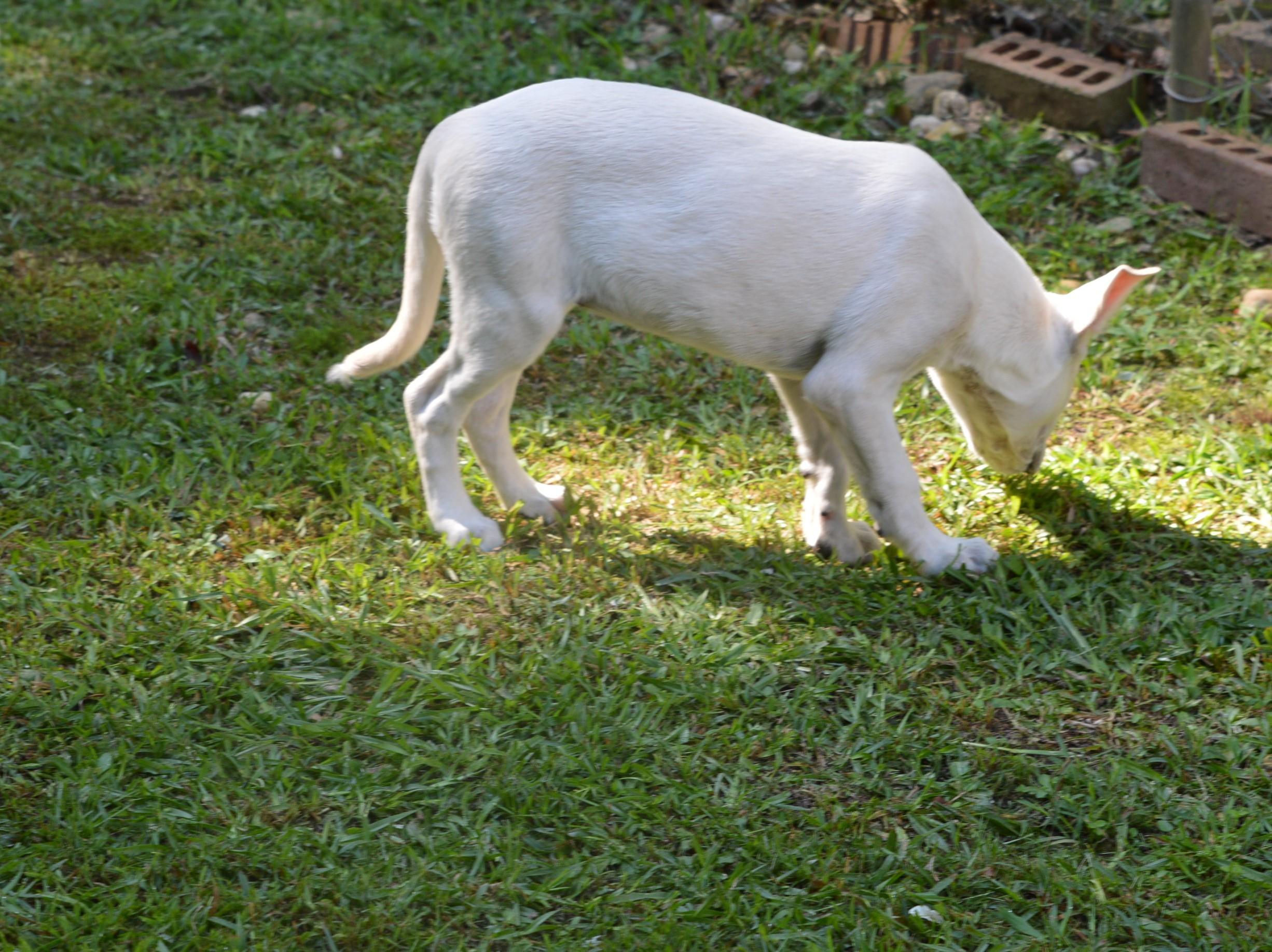 Blanca