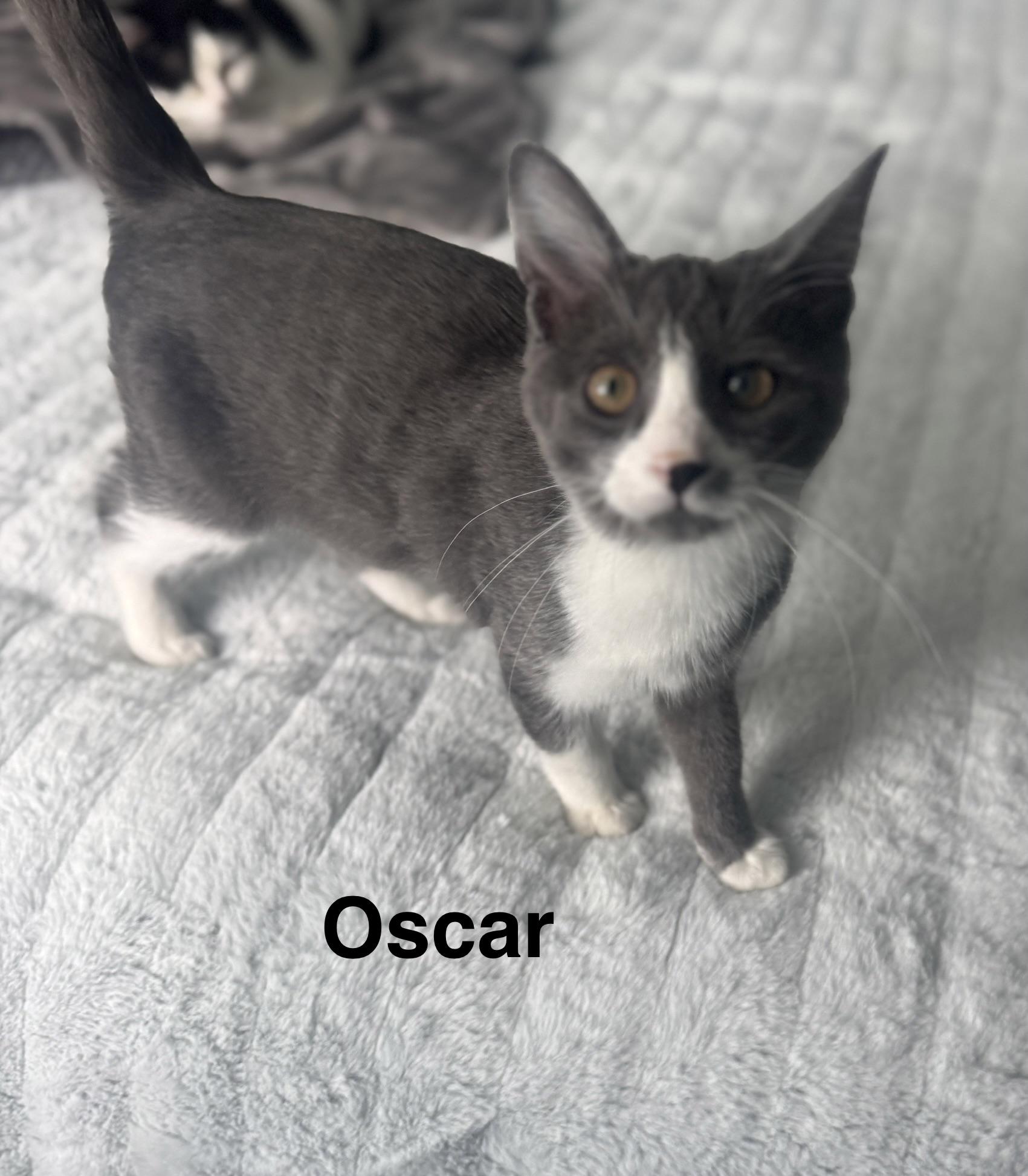 Enlarge Oscar, an adopted mixed breed in Massillon, OH image 1/3
