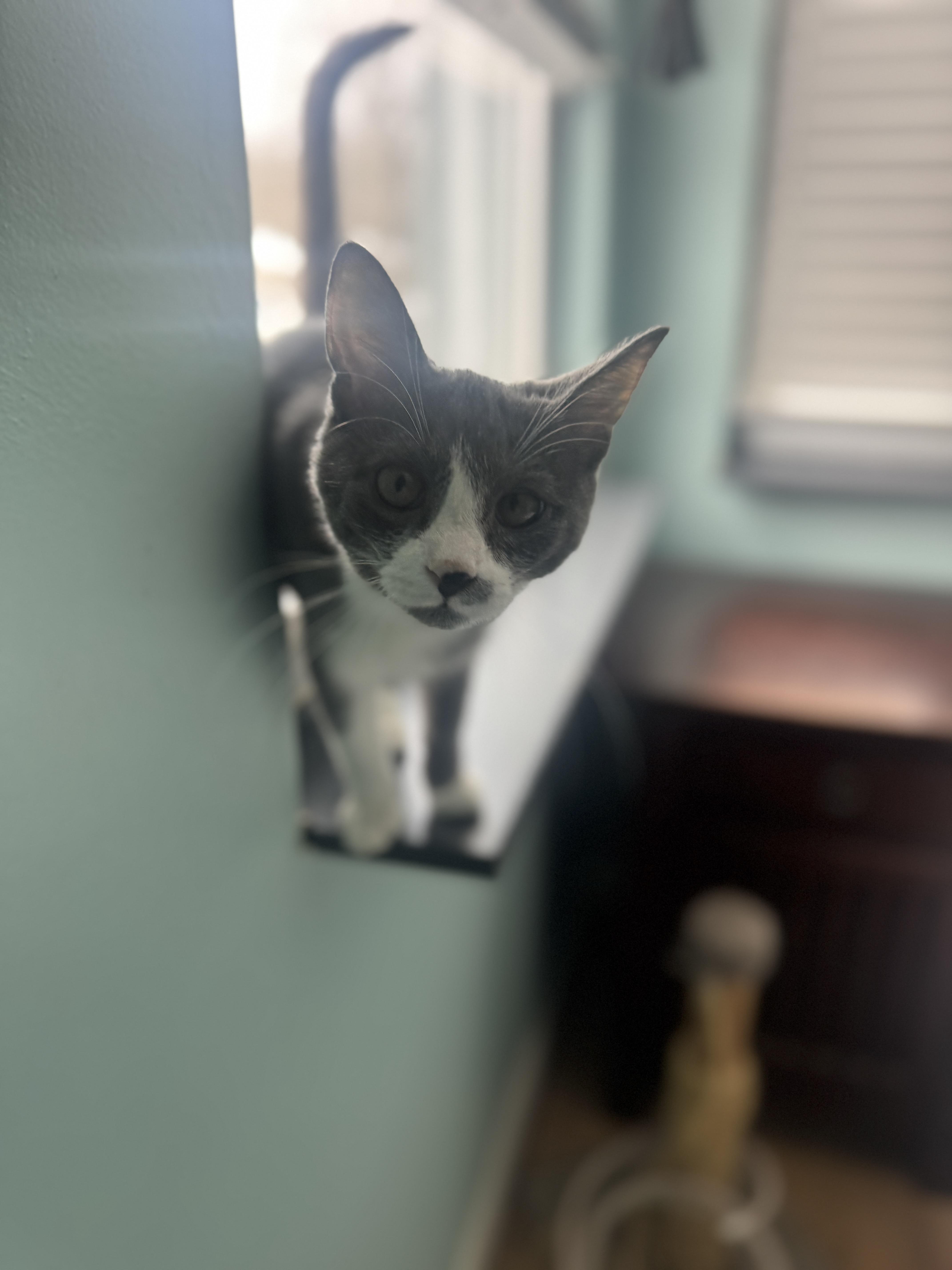 Enlarge Oscar, an adopted mixed breed in Massillon, OH image 3/3