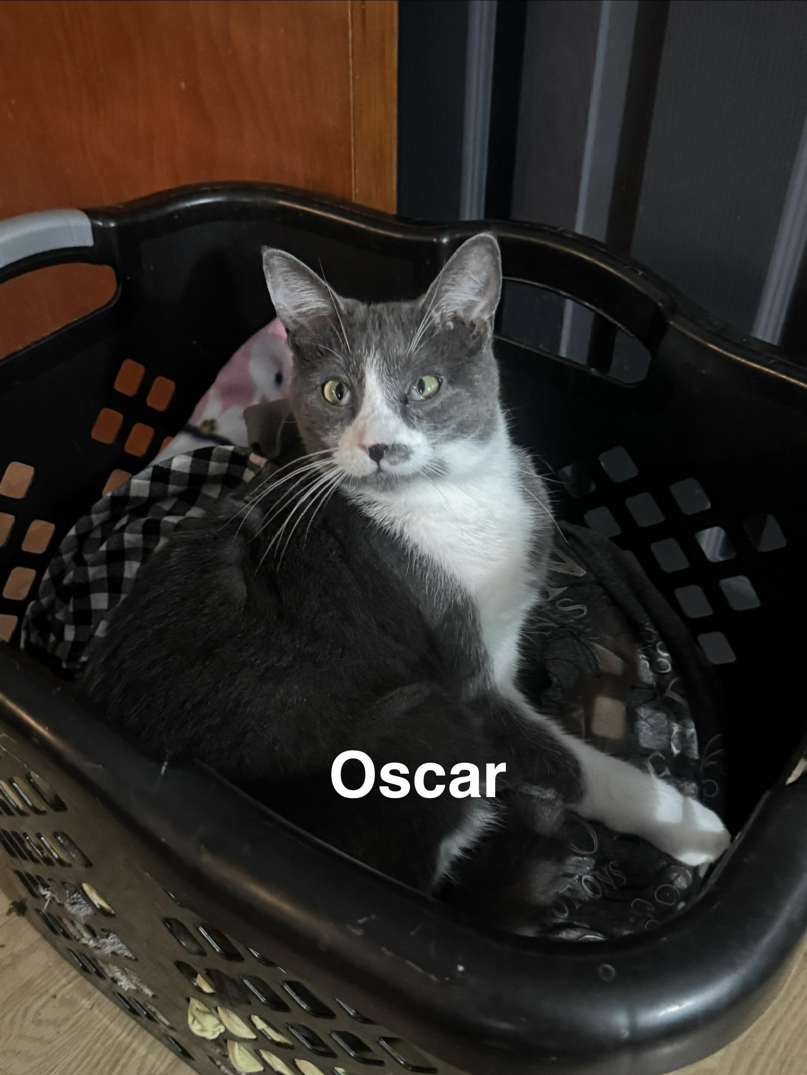Enlarge Oscar, a Adopted mixed breed in Massillon, OH image 4/4