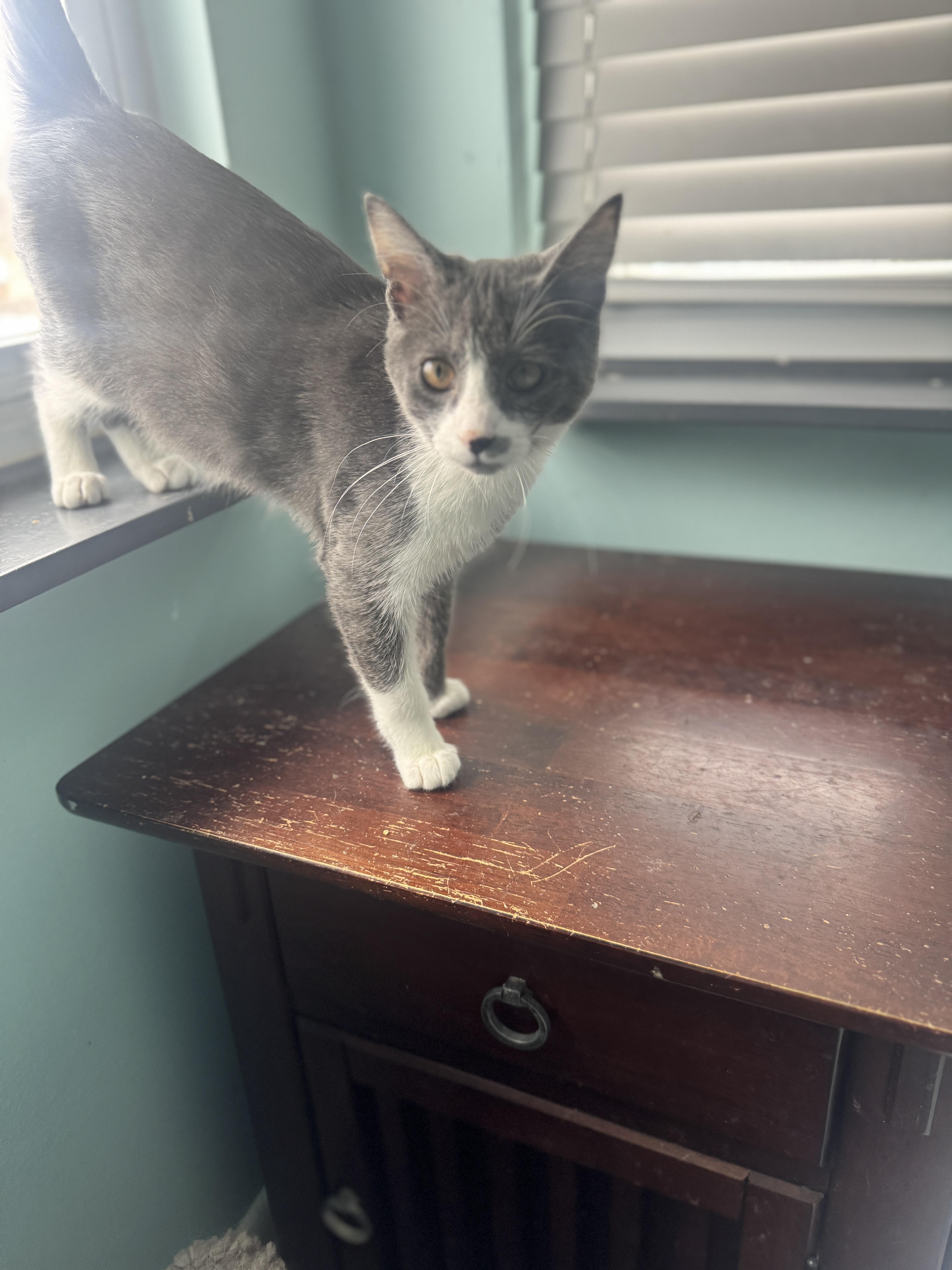 Enlarge Oscar, an adopted mixed breed in Massillon, OH image 2/3