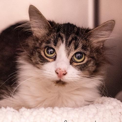 Tinsel, Adoptable, Kitten Male Domestic Short Hair.
