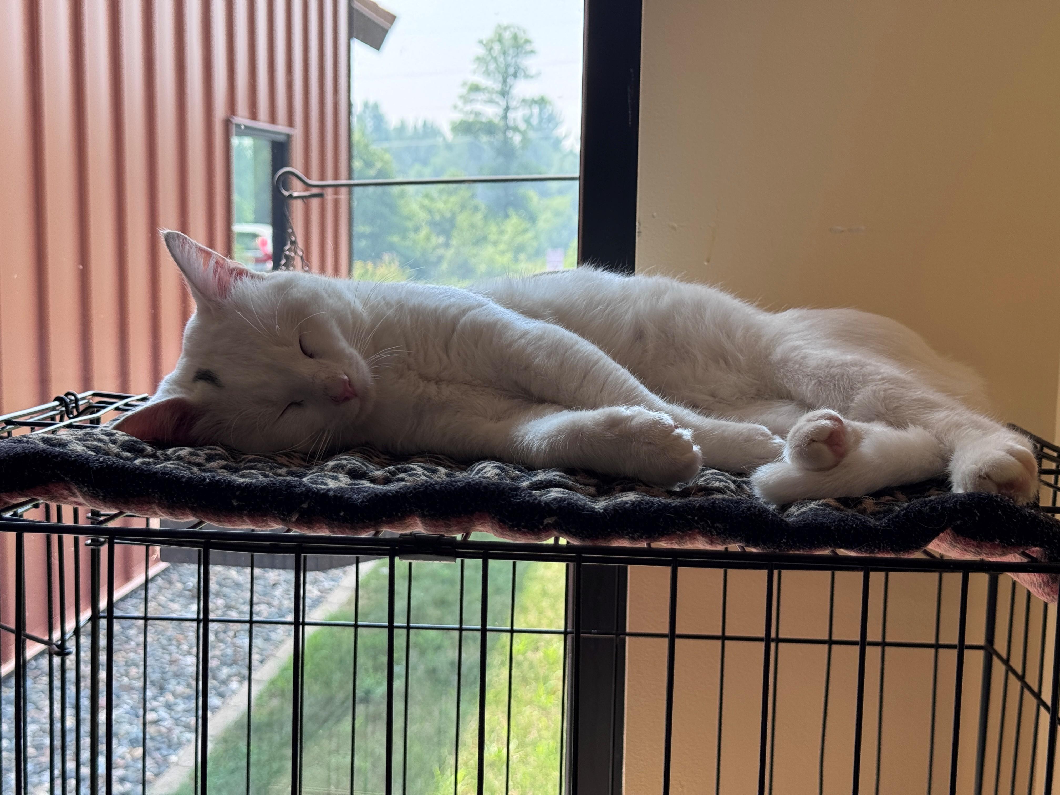 Hatch, adopted, Young Male Domestic Short Hair.