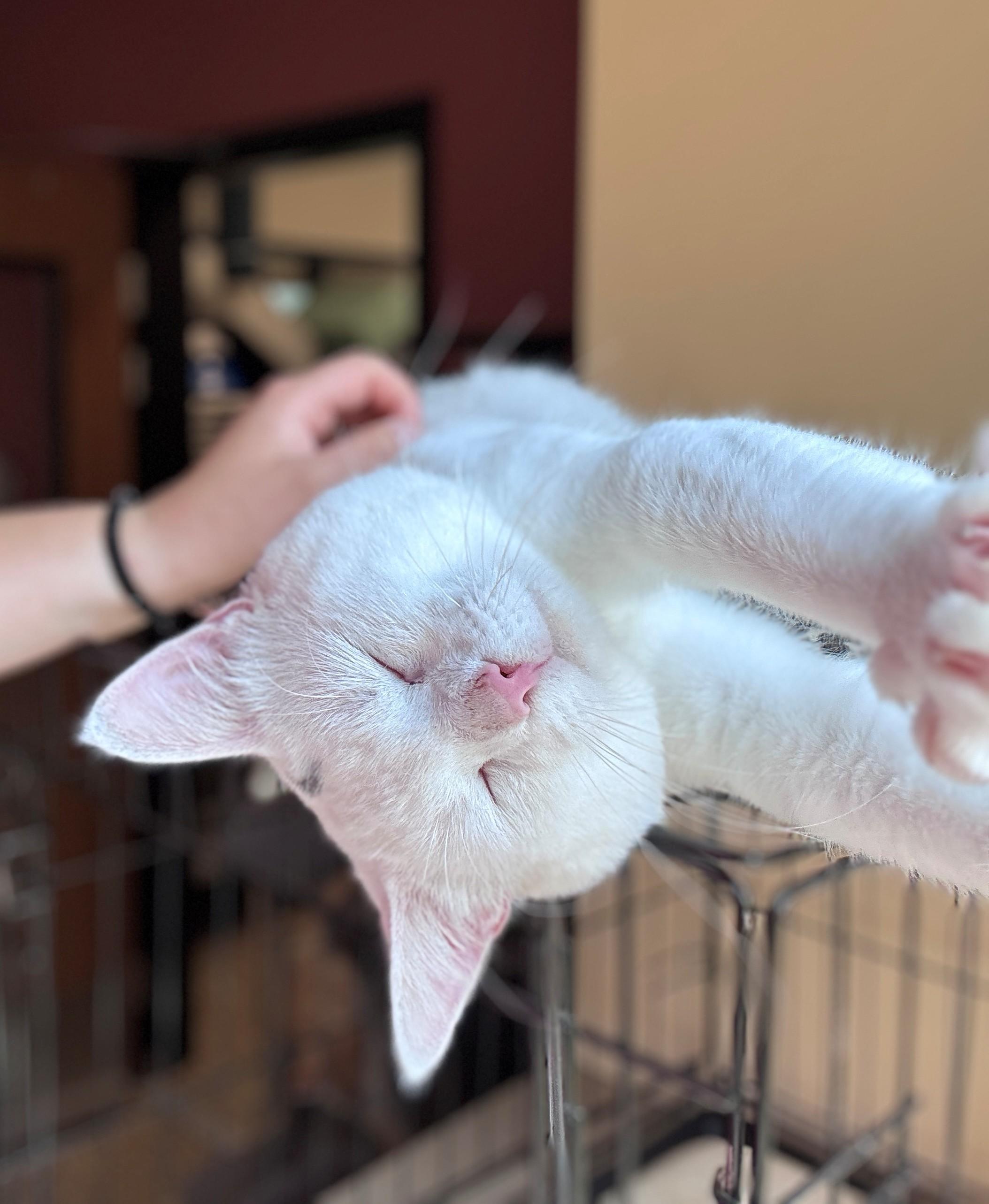 Hatch, an adopted Domestic Short Hair in Hackensack, MN image 2/2