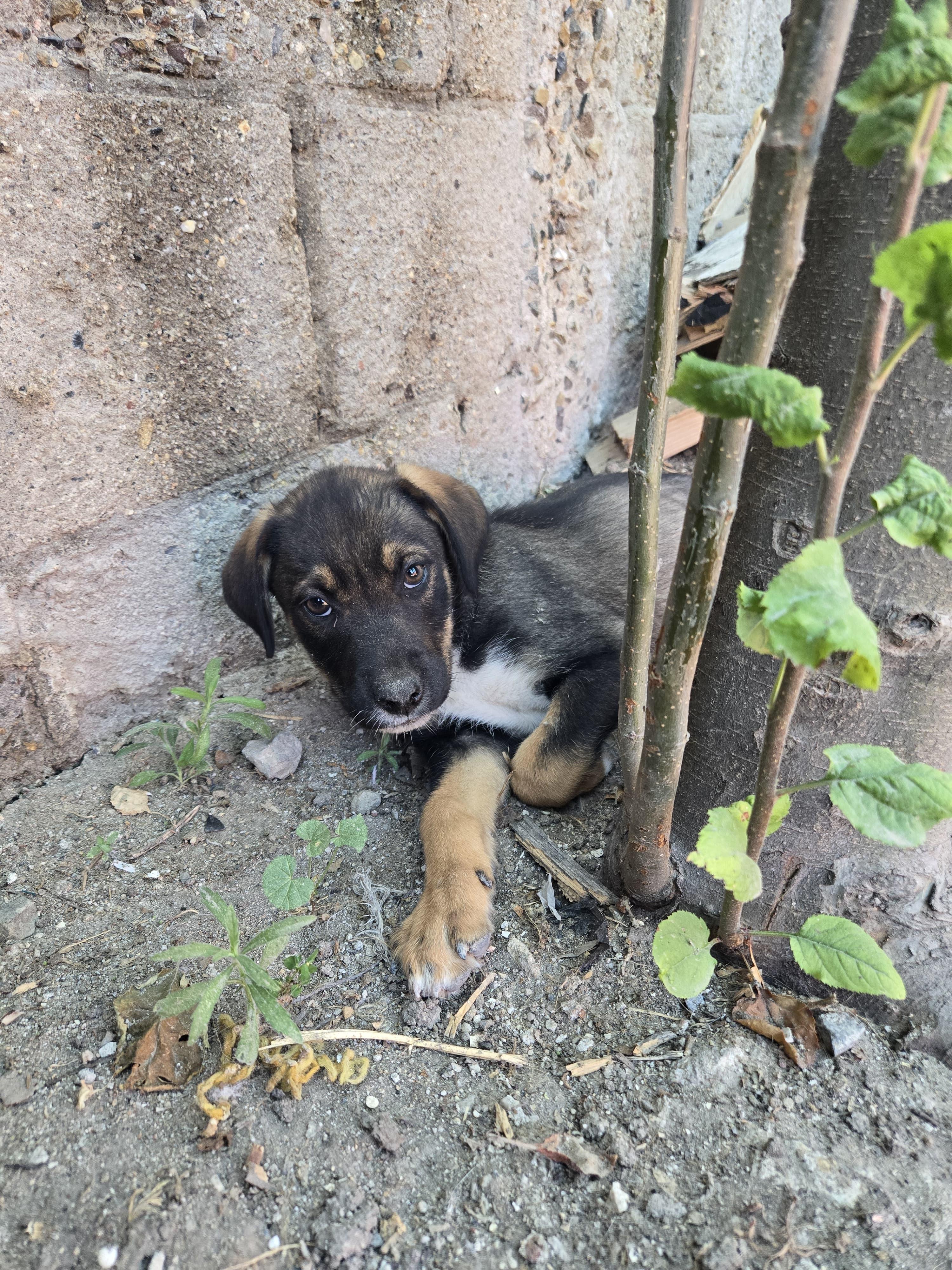 Enlarge midas, a Adoptable mixed breed in Tijuana, BCN image 1/3