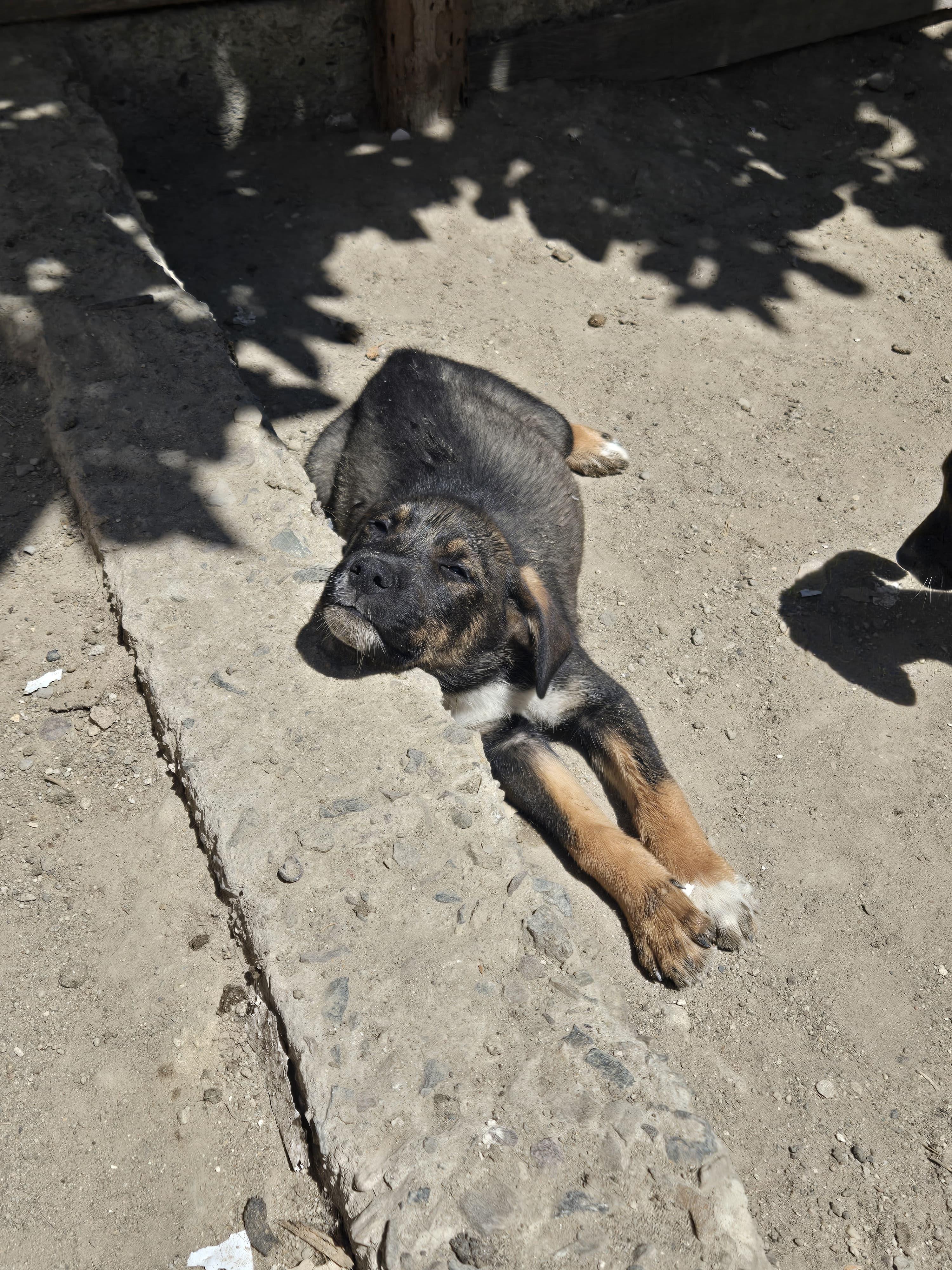 Enlarge midas, a Adoptable mixed breed in Tijuana, BCN image 3/3