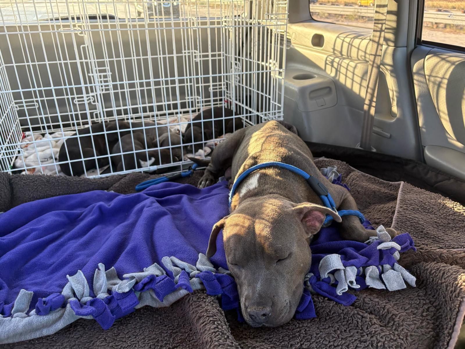 Enlarge Valentine, a Adoptable Pit Bull Terrier in San Diego, CA image 1/3