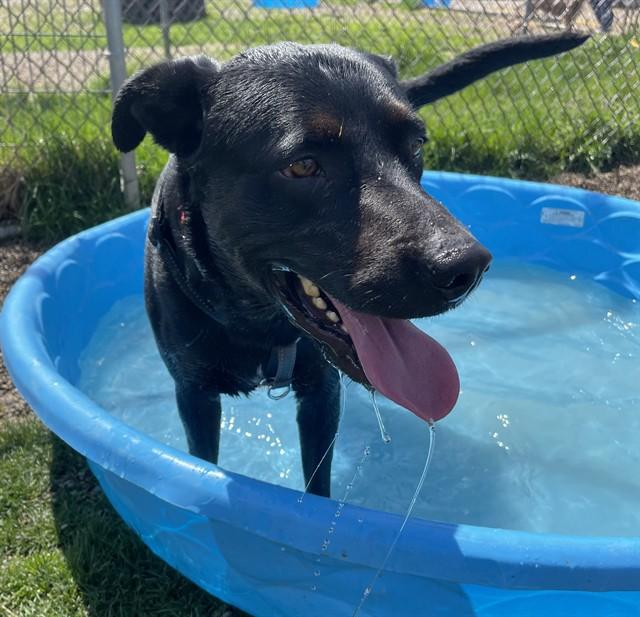 Enlarge BOWIE, a Adoptable mixed breed in Aliquippa, PA image 1/1