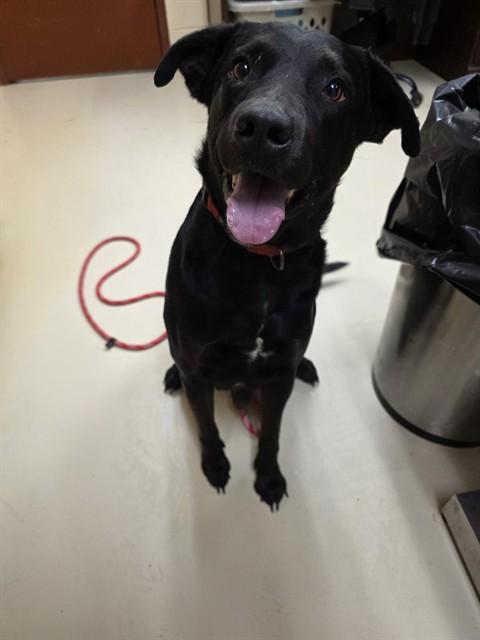 BOWIE, Adoptable, Young Male Labrador Retriever & Mixed Breed.