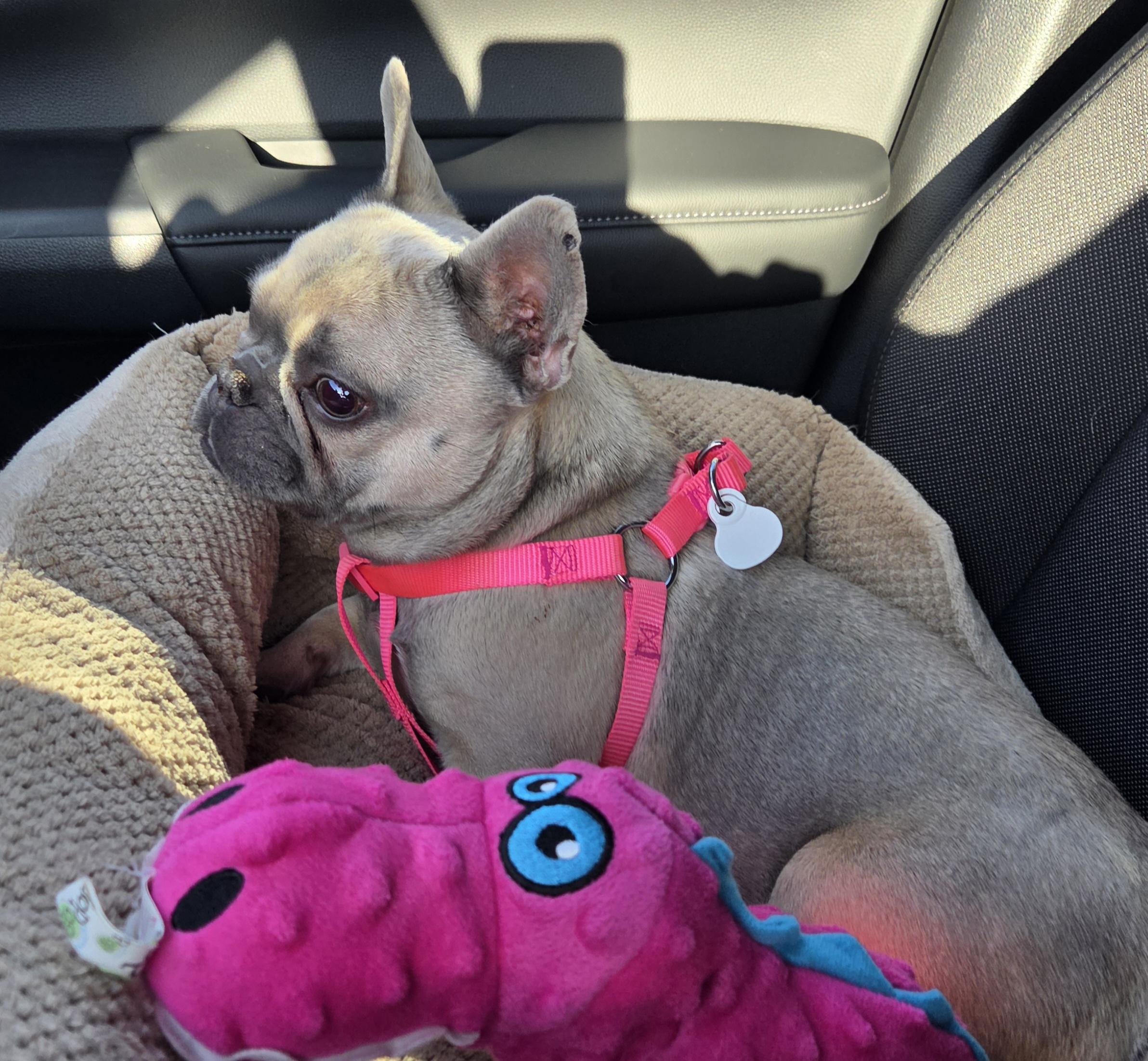 Petunia Palliative Care Needed, a Adoptable French Bulldog in Elkhorn, NE image 6/6