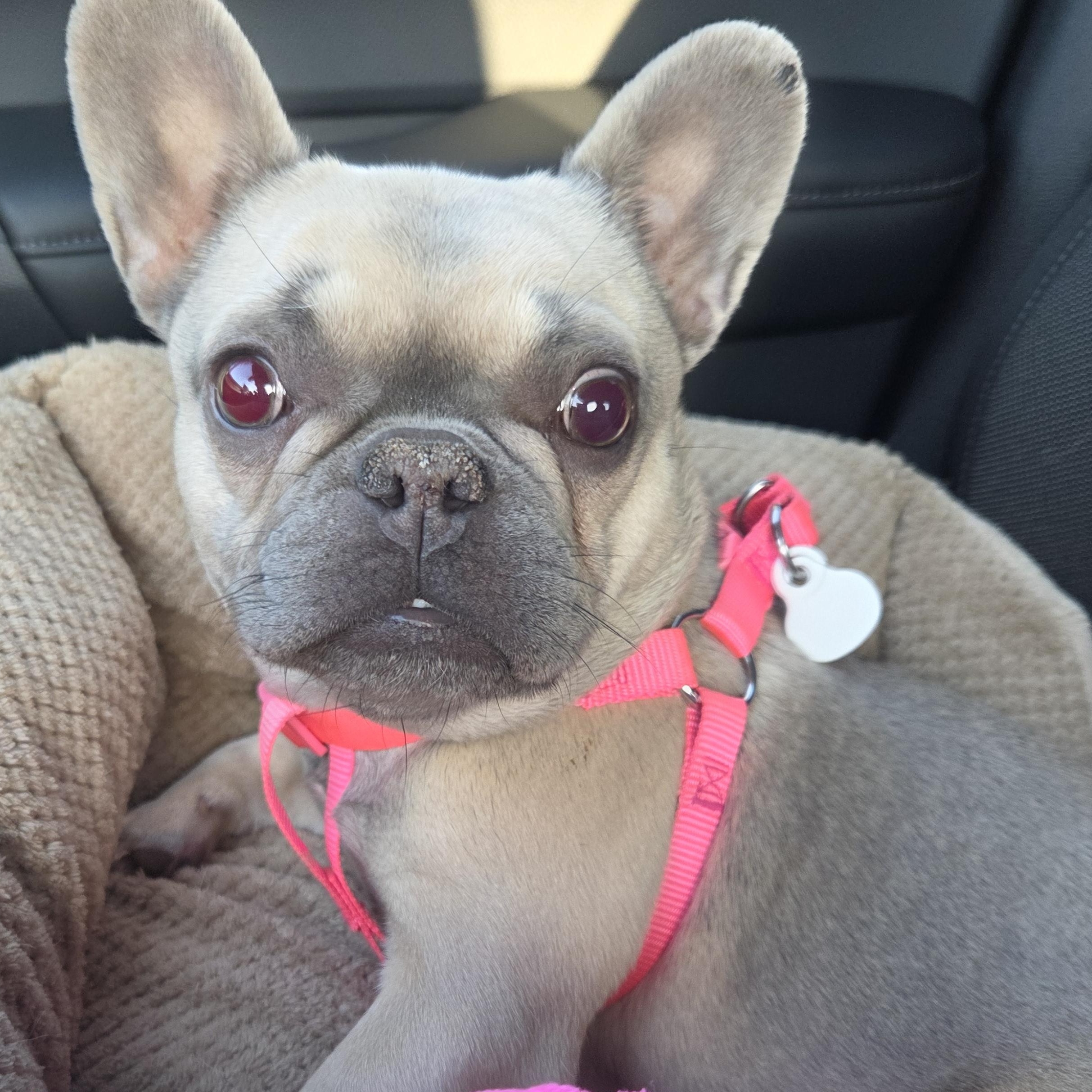 Petunia Palliative Care Needed, a Adoptable French Bulldog in Elkhorn, NE image 3/6
