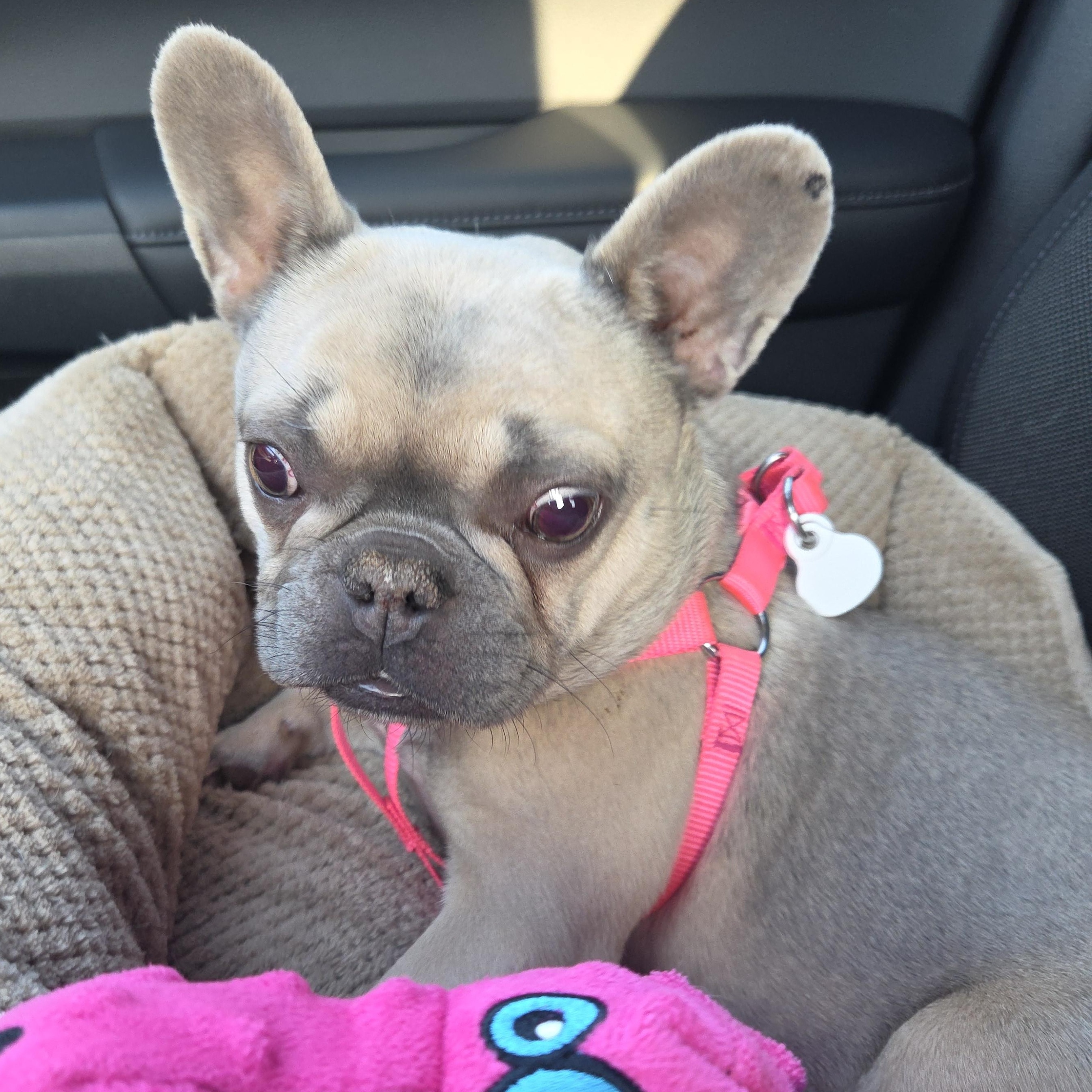 Petunia Palliative Care Needed, a Adoptable French Bulldog in Elkhorn, NE image 5/6