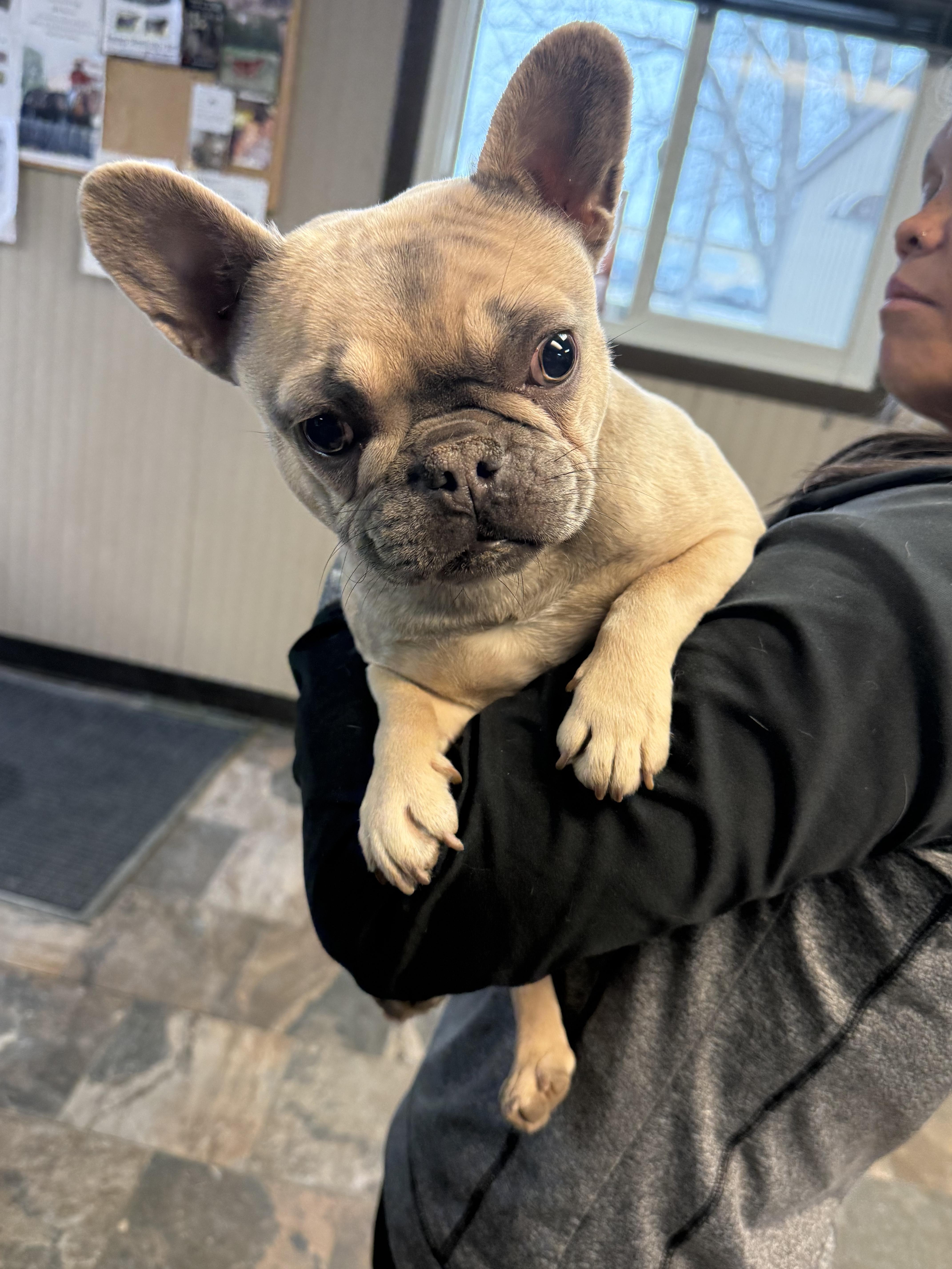 Petunia Palliative Care Needed, a Adoptable French Bulldog in Elkhorn, NE image 2/6