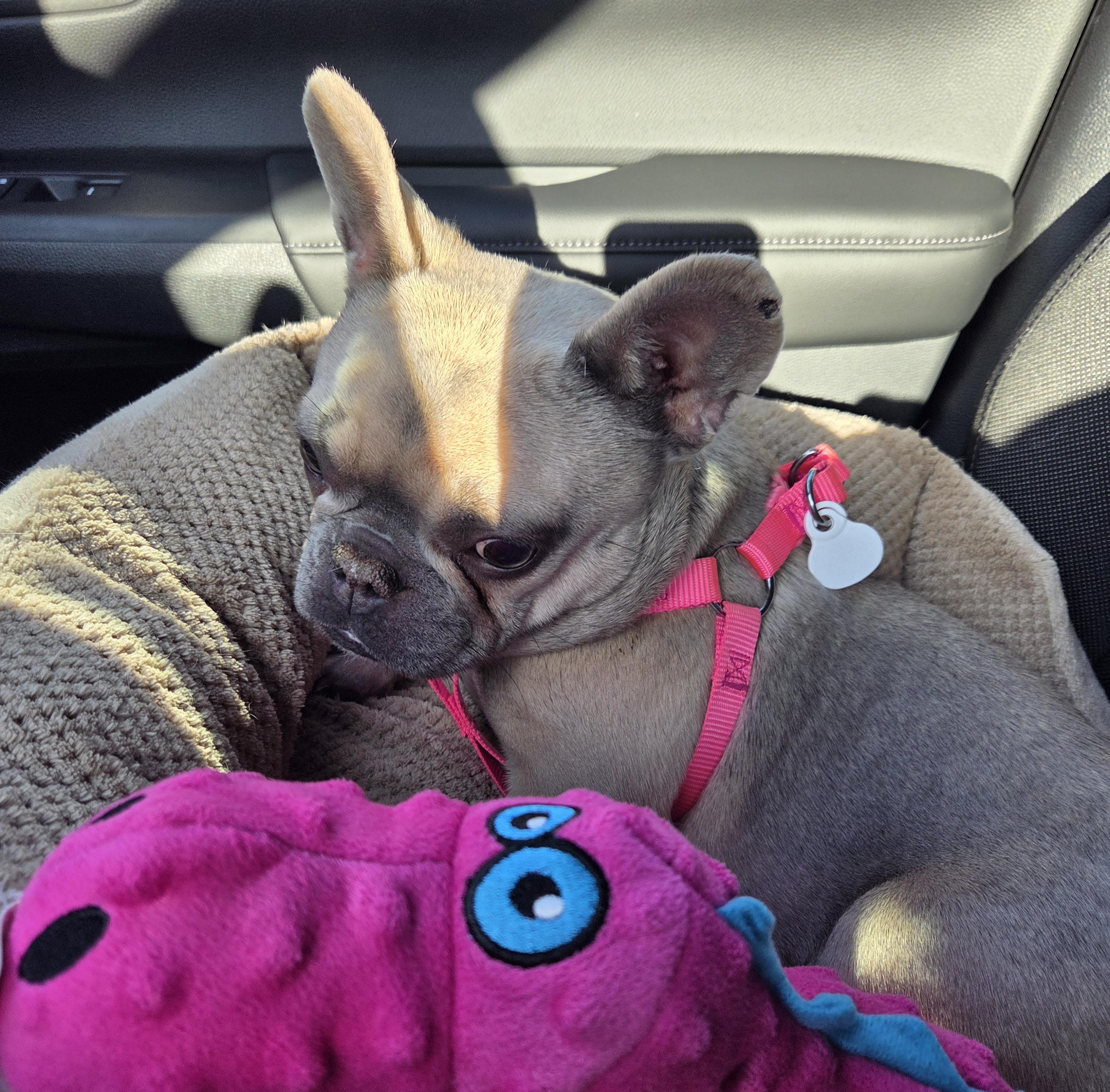 Petunia Palliative Care Needed, a Adoptable French Bulldog in Elkhorn, NE image 4/6