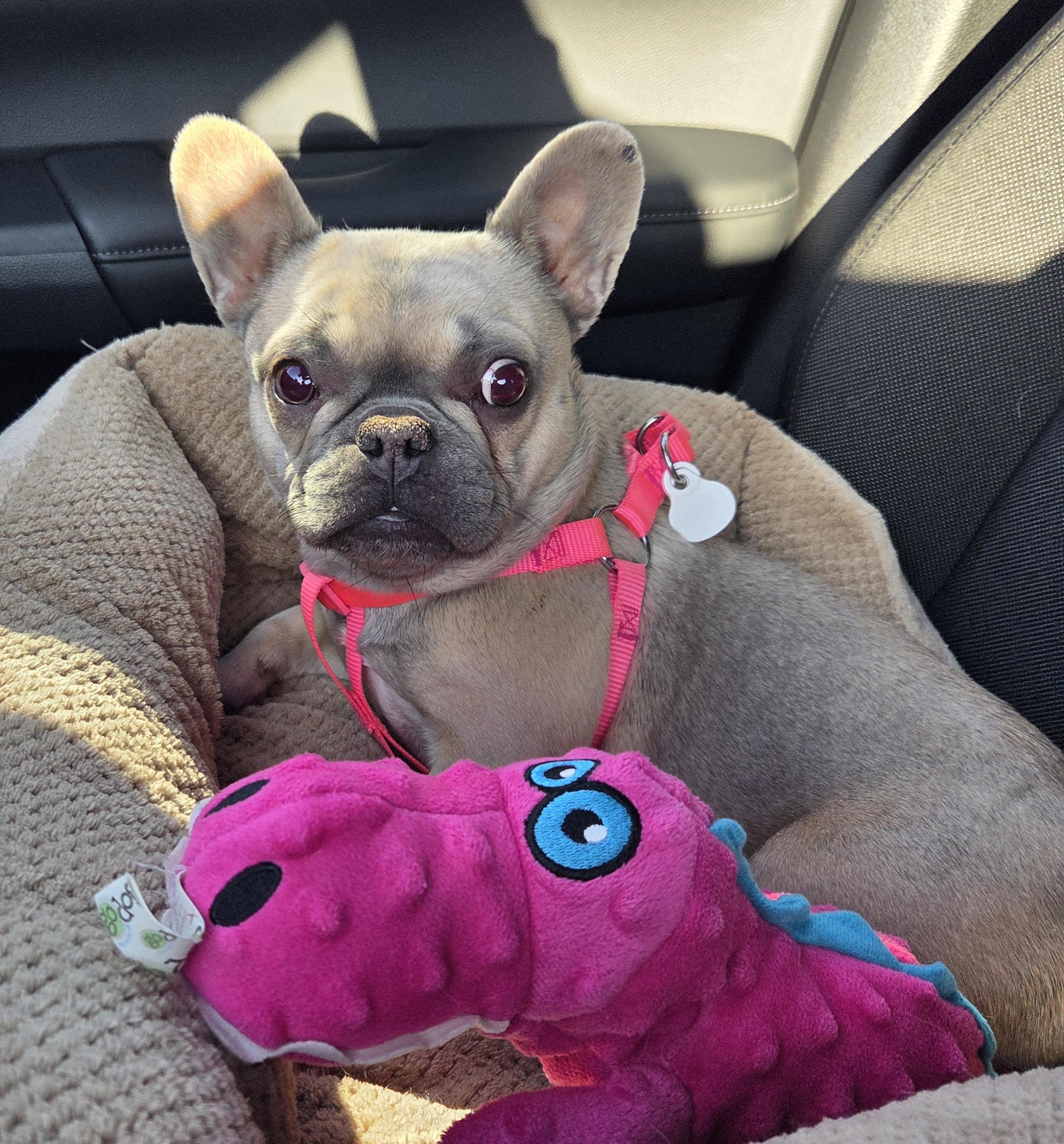 Petunia Palliative Care Needed, a Adoptable French Bulldog in Elkhorn, NE image 1/6