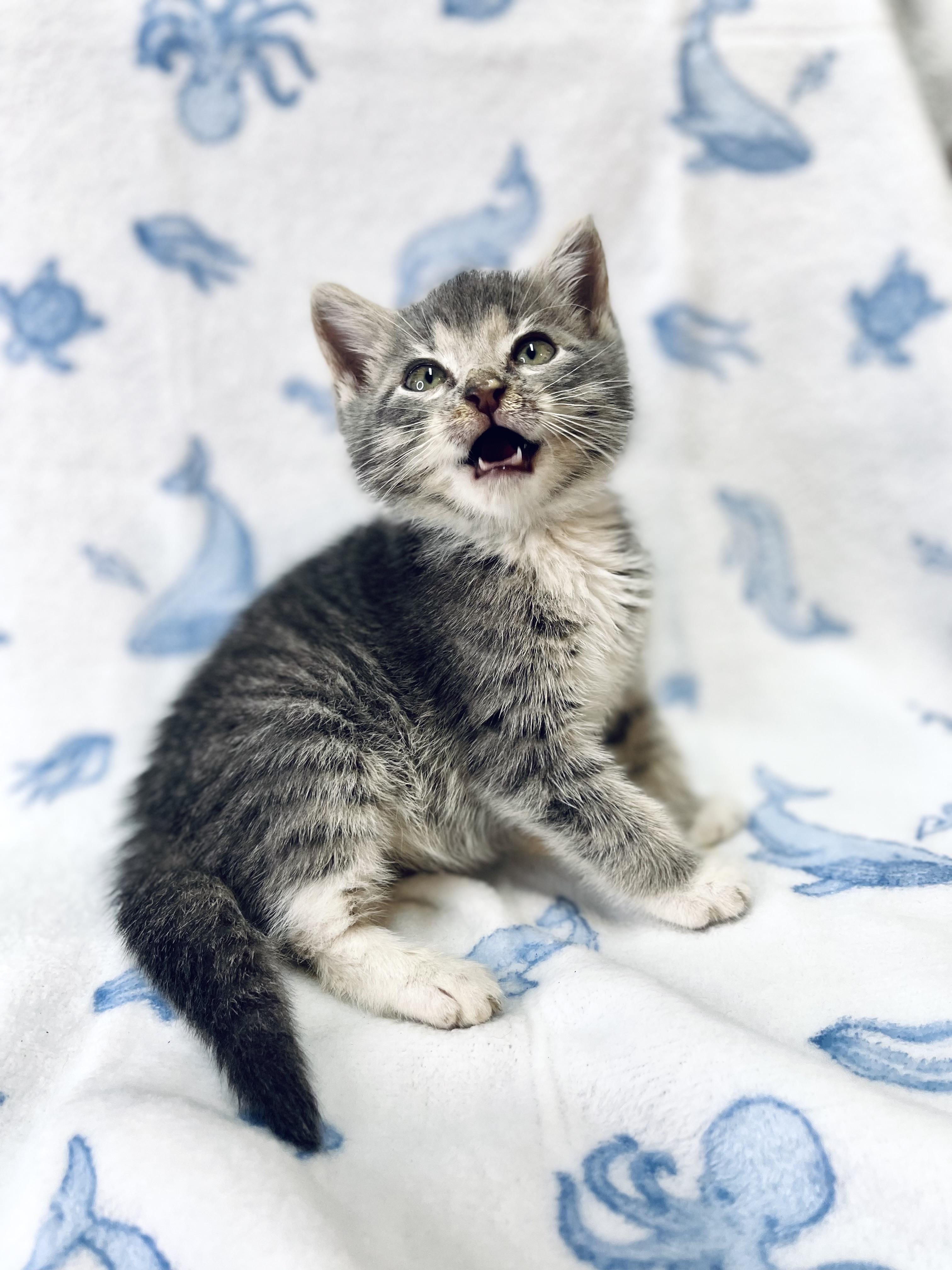 Beto, a Adoptable Domestic Medium Hair in Fort Pierce, FL image 3/6