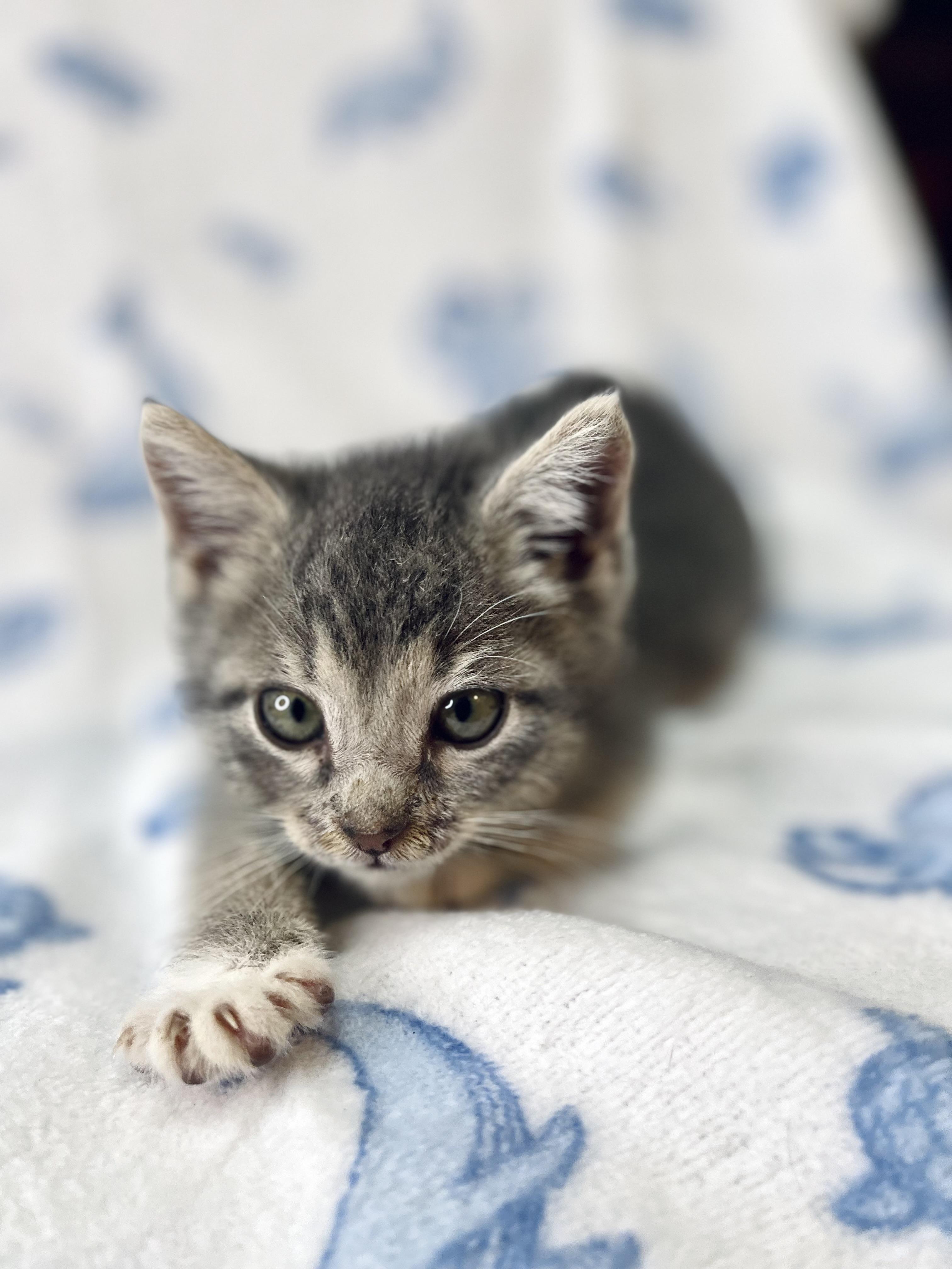 Beto, a Adoptable Domestic Medium Hair in Fort Pierce, FL image 2/6