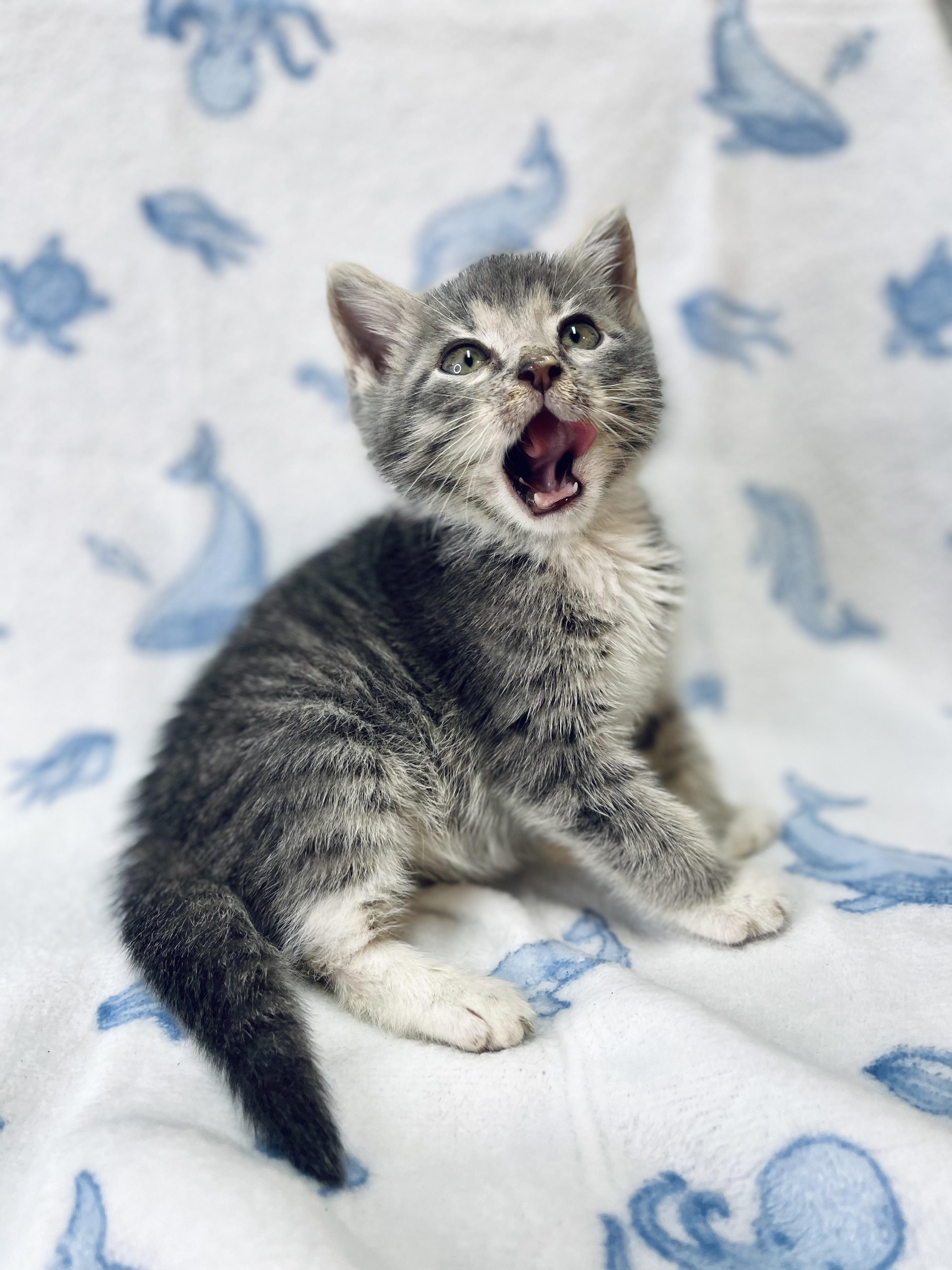 Beto, a Adoptable Domestic Medium Hair in Fort Pierce, FL image 1/6