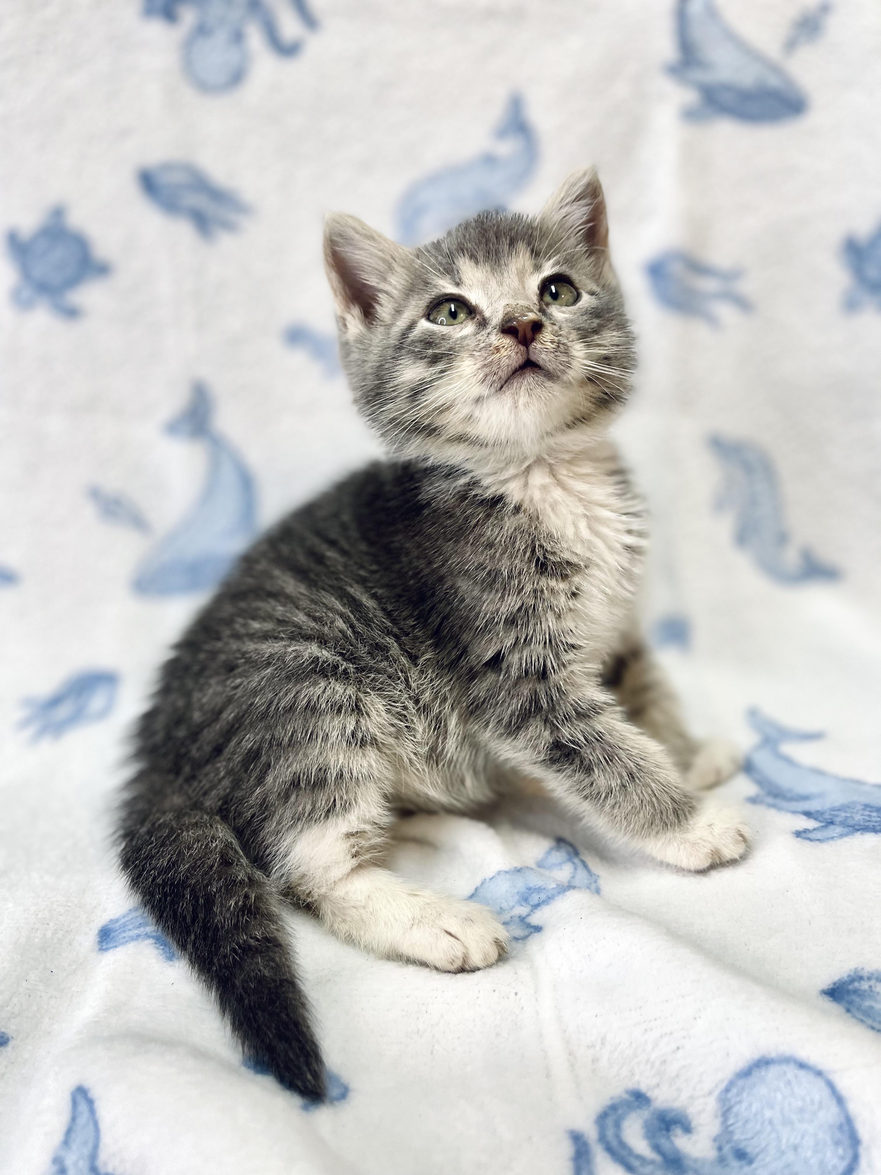 Beto, a Adoptable Domestic Medium Hair in Fort Pierce, FL image 4/6
