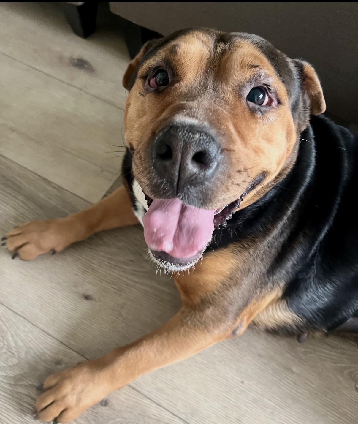 Amber, an adopted mixed breed in Tarzana, CA image 4/6