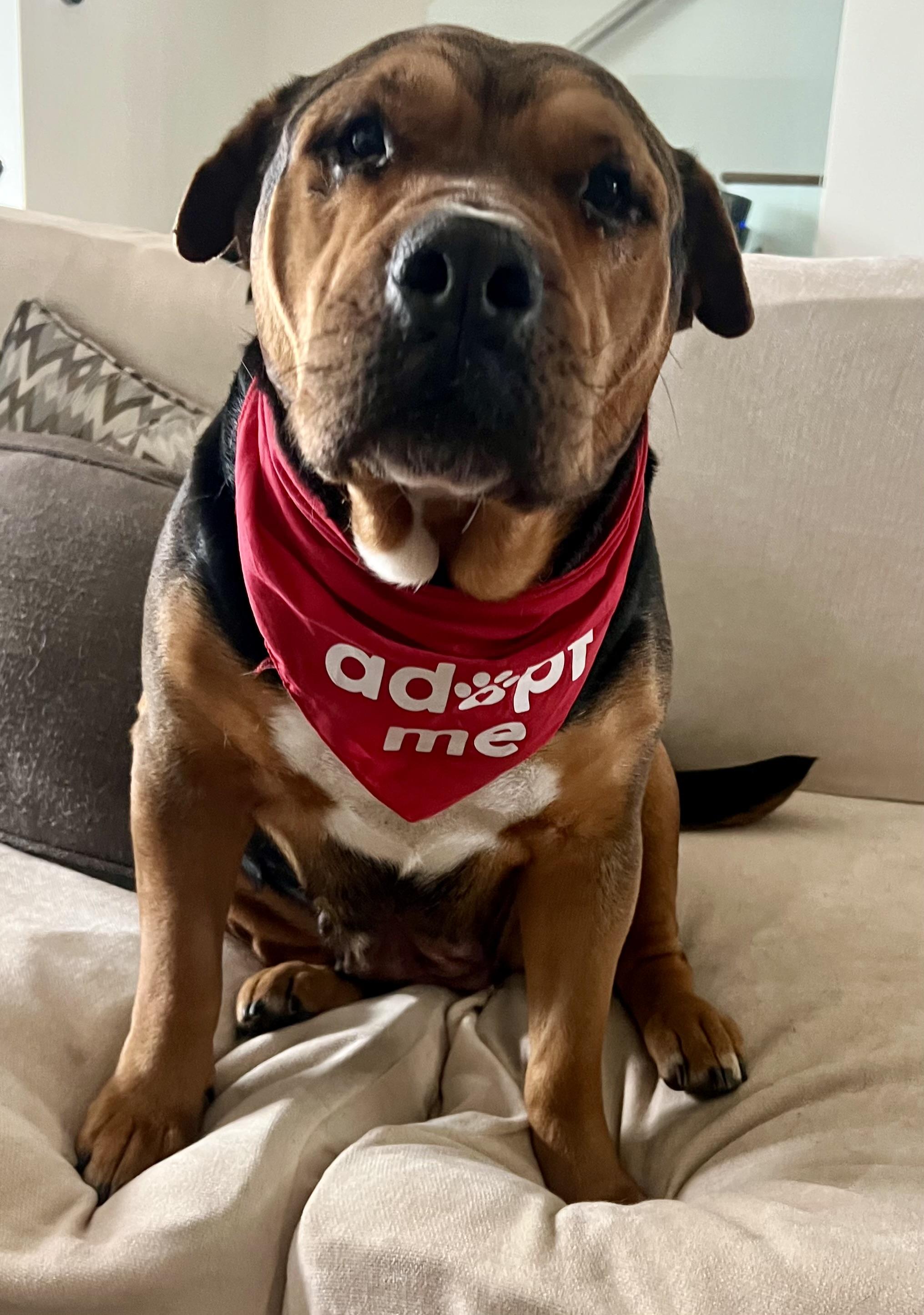 Amber, an adopted mixed breed in Tarzana, CA image 2/6