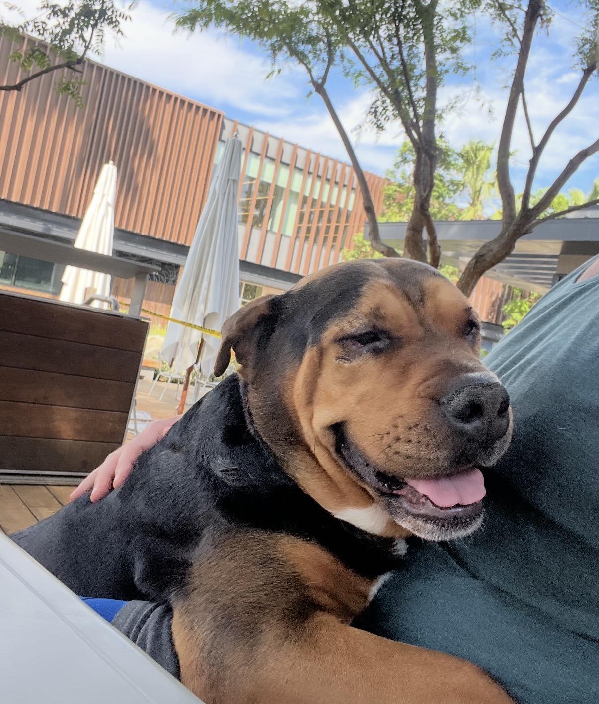 Amber, an adopted mixed breed in Tarzana, CA image 5/6