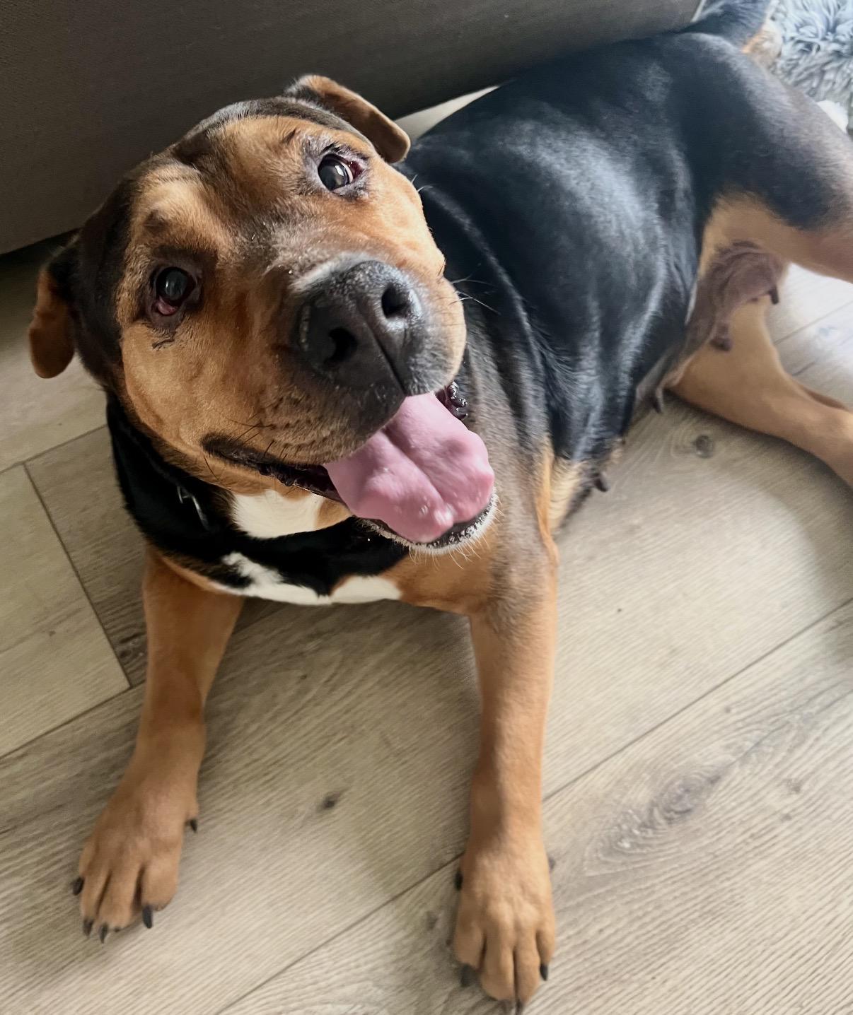 Amber, adopted, Adult Female Rottweiler & Shar-Pei.