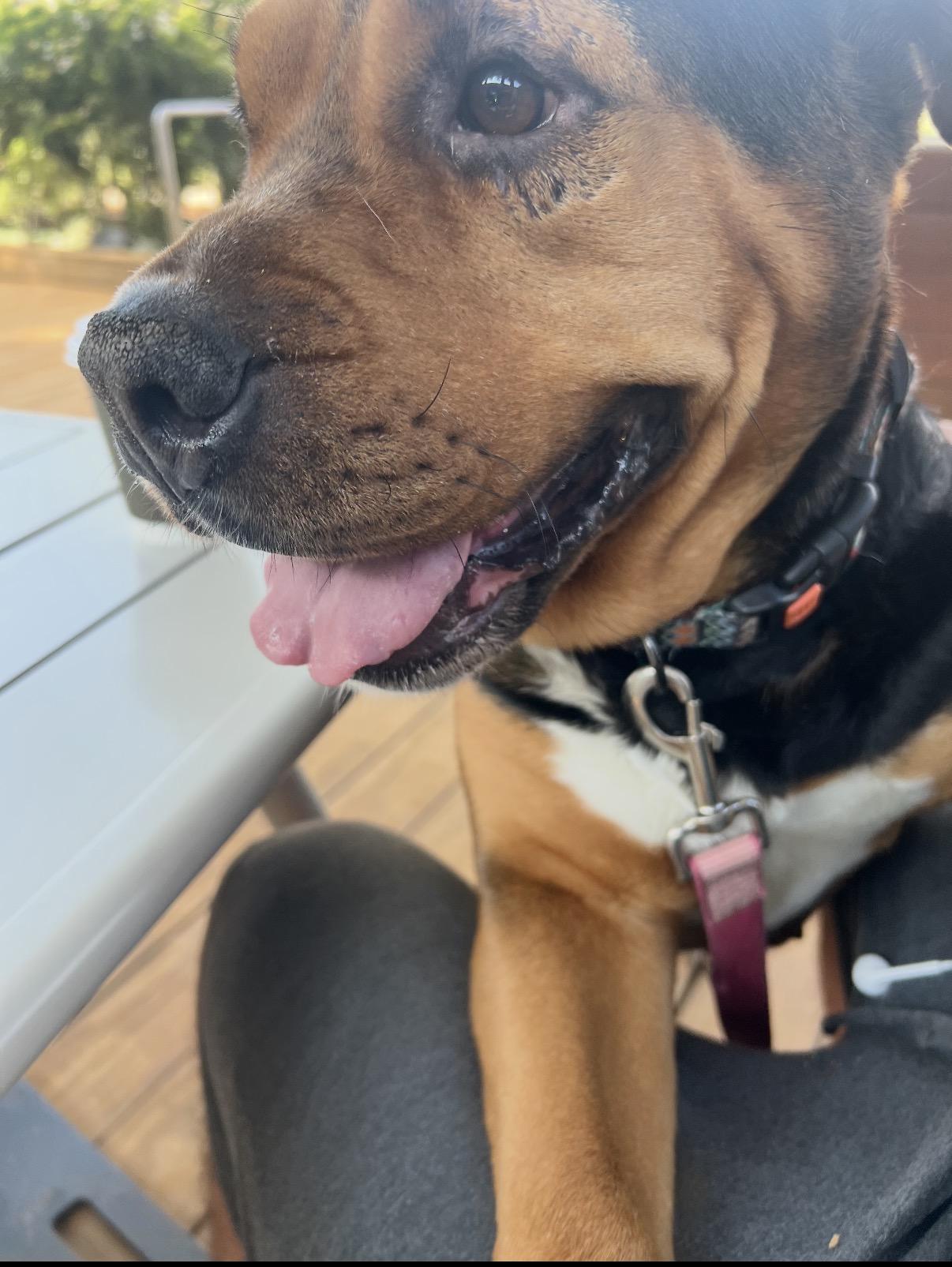 Amber, an adopted mixed breed in Tarzana, CA image 3/6