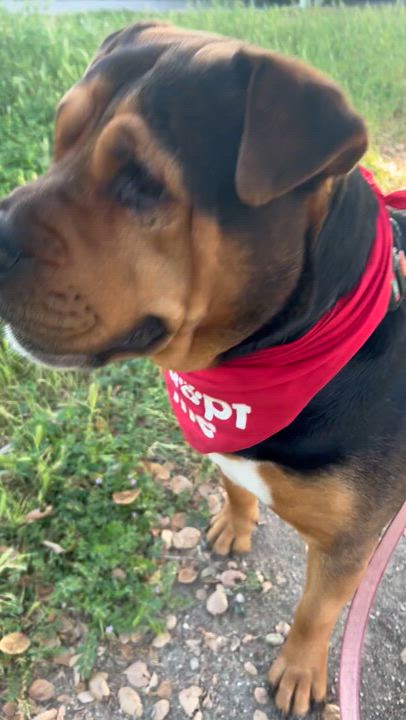 Enlarge Amber, an adopted mixed breed in Tarzana, CA video 6/6