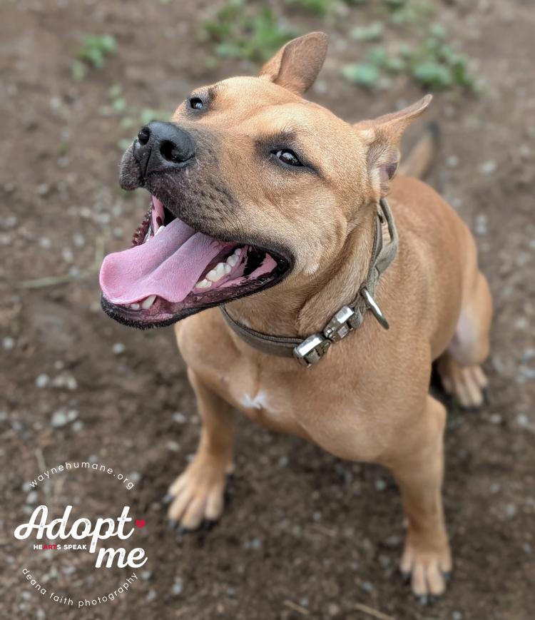 Enlarge Gemma, a Adoptable mixed breed in Lyons, NY image 1/4