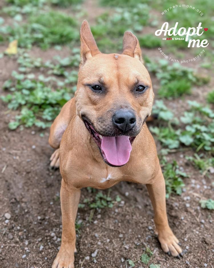Enlarge Gemma, a Adoptable mixed breed in Lyons, NY image 2/4