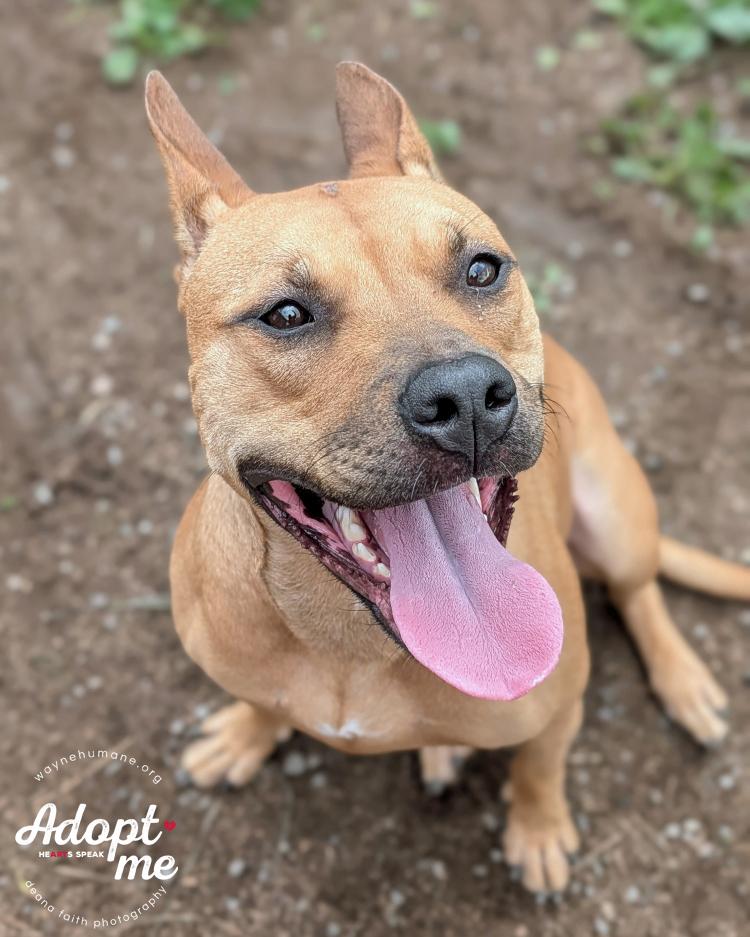 Enlarge Gemma, a Adoptable mixed breed in Lyons, NY image 3/4