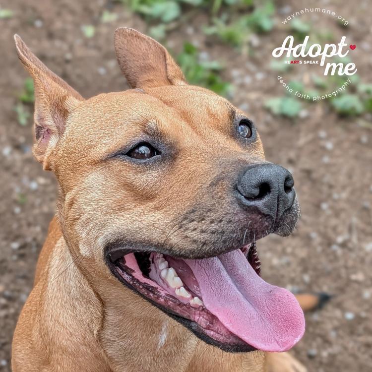 Enlarge Gemma, a Adoptable mixed breed in Lyons, NY image 4/4