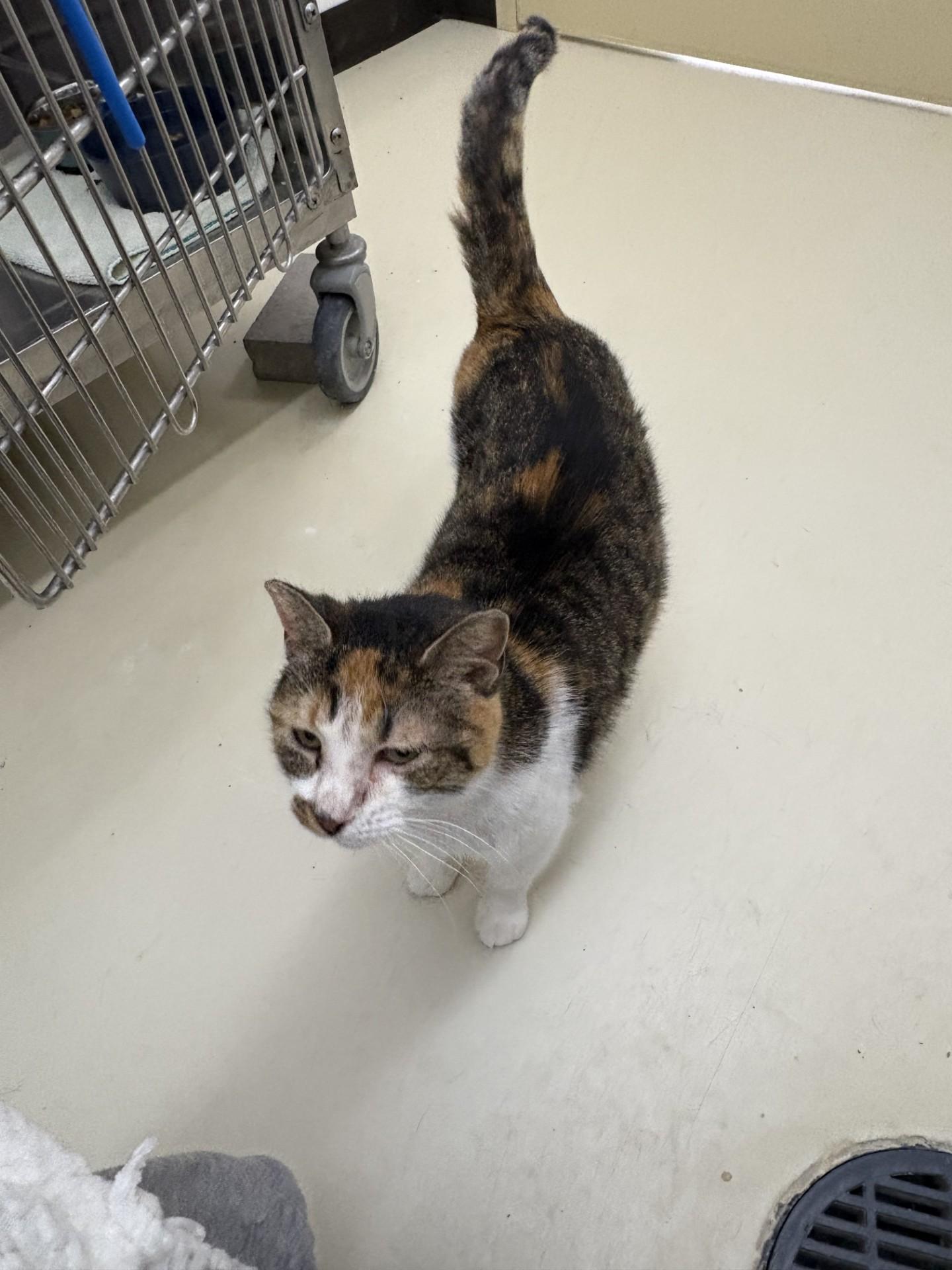 Enlarge Smudge, a ADOPTABLE Domestic Short Hair in Black River Falls, WI image 1/1