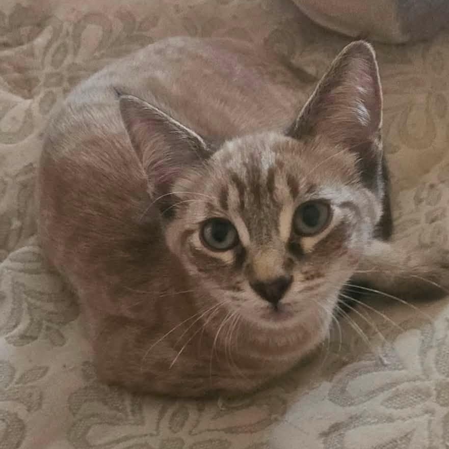 Leo, ADOPTABLE, Young Male Domestic Short Hair.