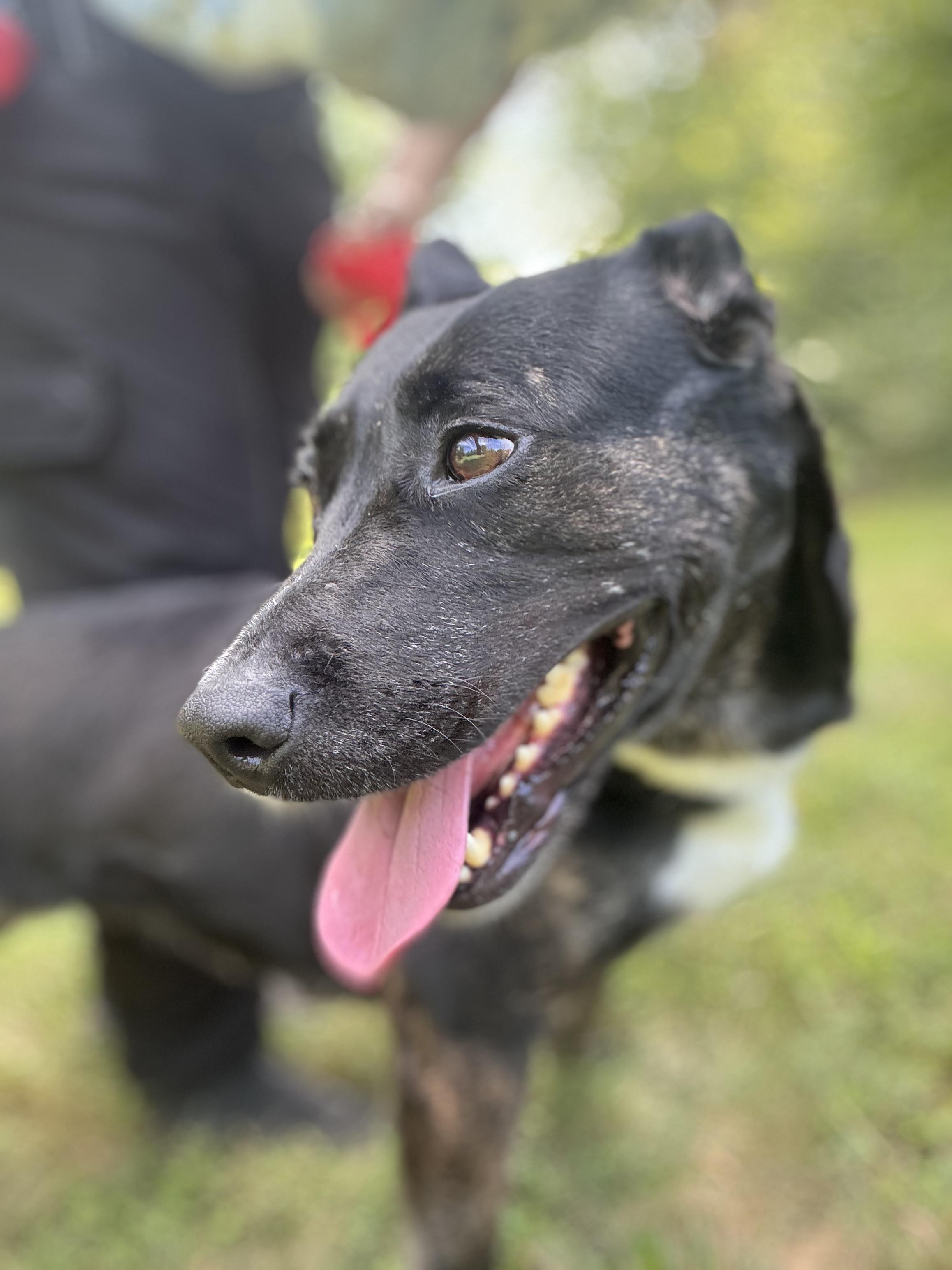 Baby Yoda, a ADOPTABLE mixed breed in Stafford, VA image 2/4