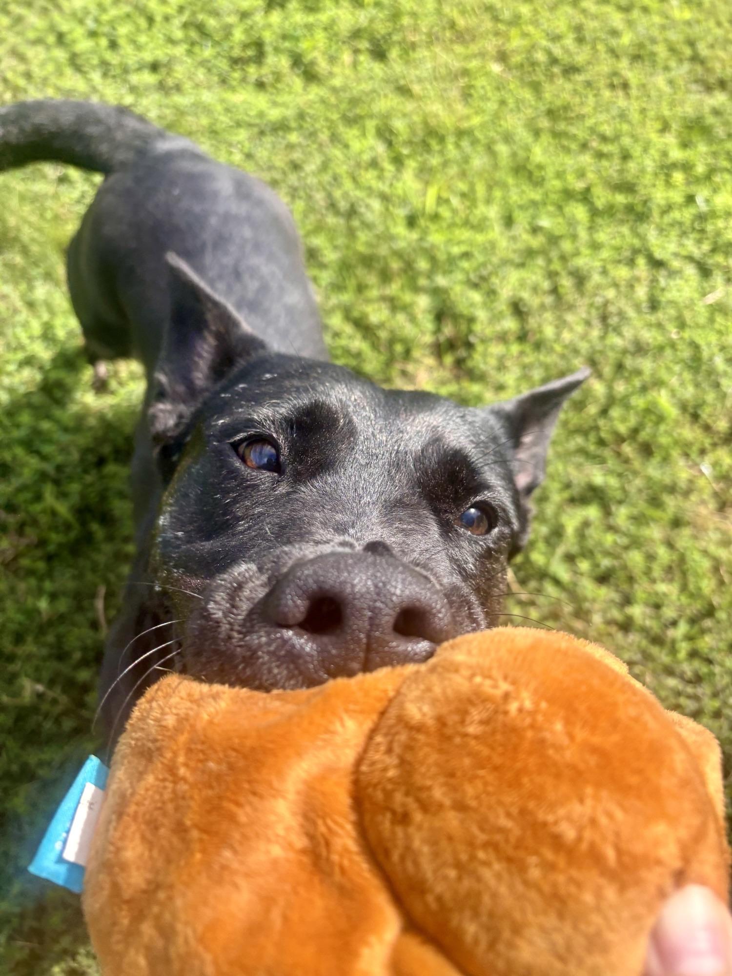 Baby Yoda, a ADOPTABLE mixed breed in Stafford, VA image 3/4